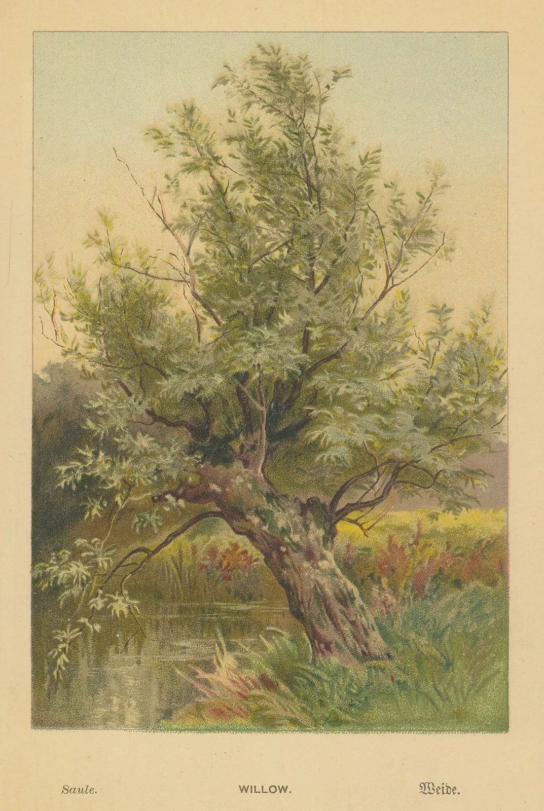 George Boulger, Willow Tree, 1875