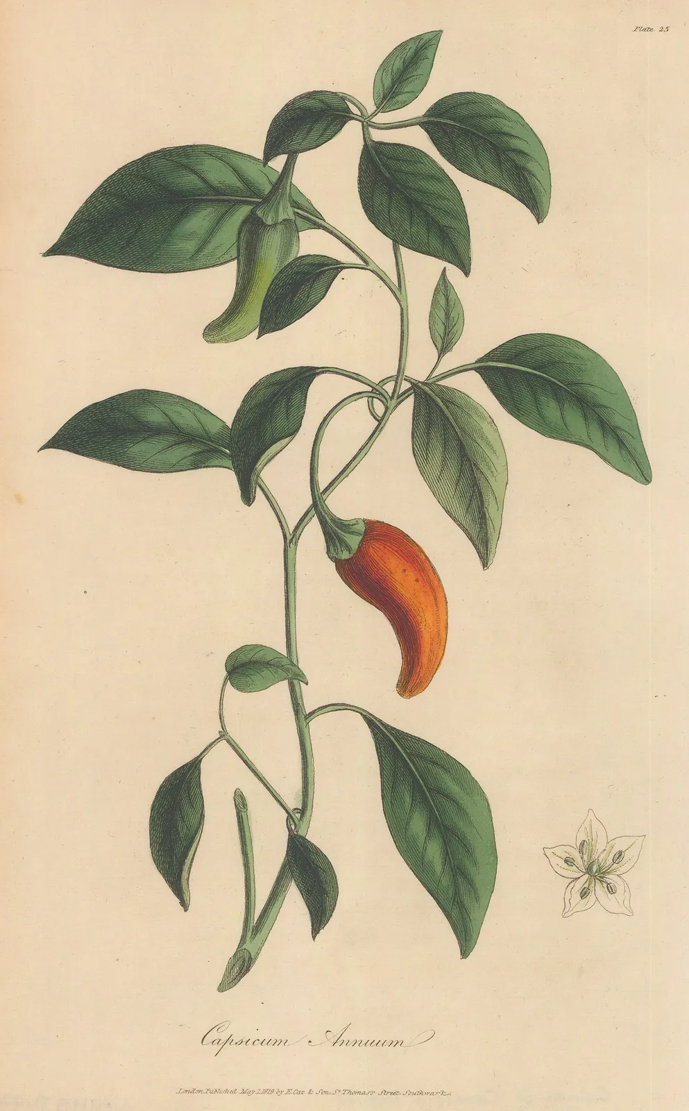 E. Cox & Son, Pepper - Guinea or Cockspur Pepper, 1821