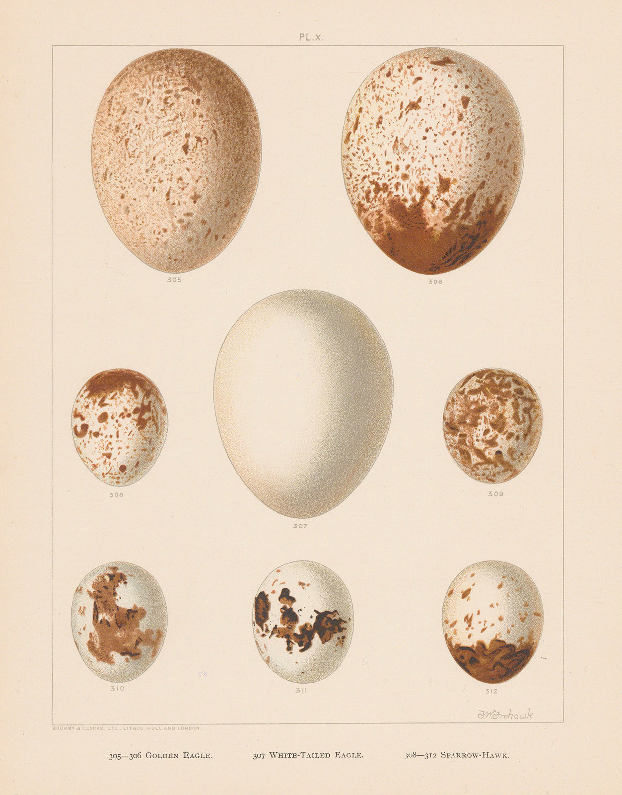 Frederick W. Frowhawk, Eggs, 1896