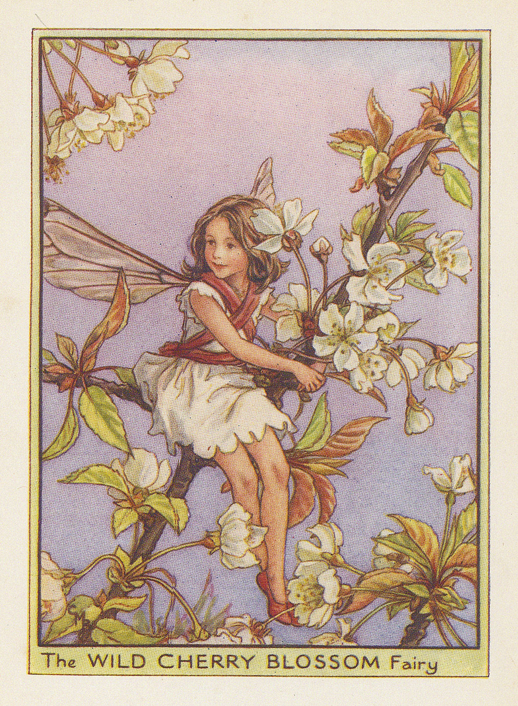 Cicely Mary Barker, Fairies - Wild Cherry Blossom Fairy, 1940