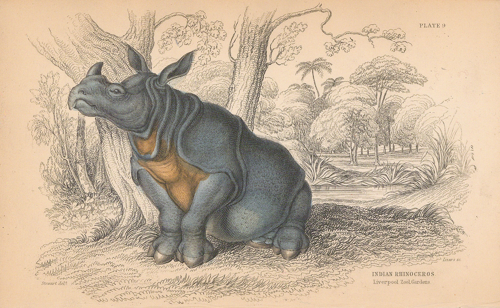 Sir William Jardine, Rhinoceros - Indian Rhinoceros, 1843