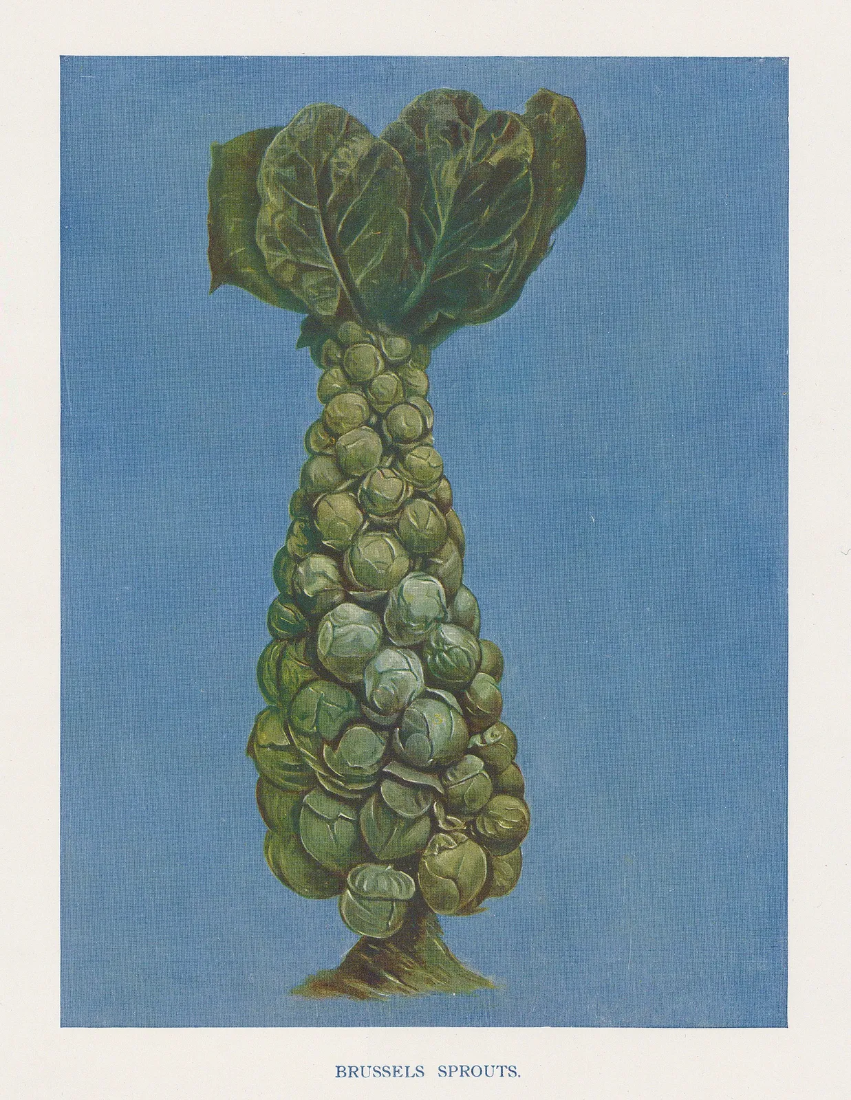 John Wright, Brussels Sprouts, 1890 c.
