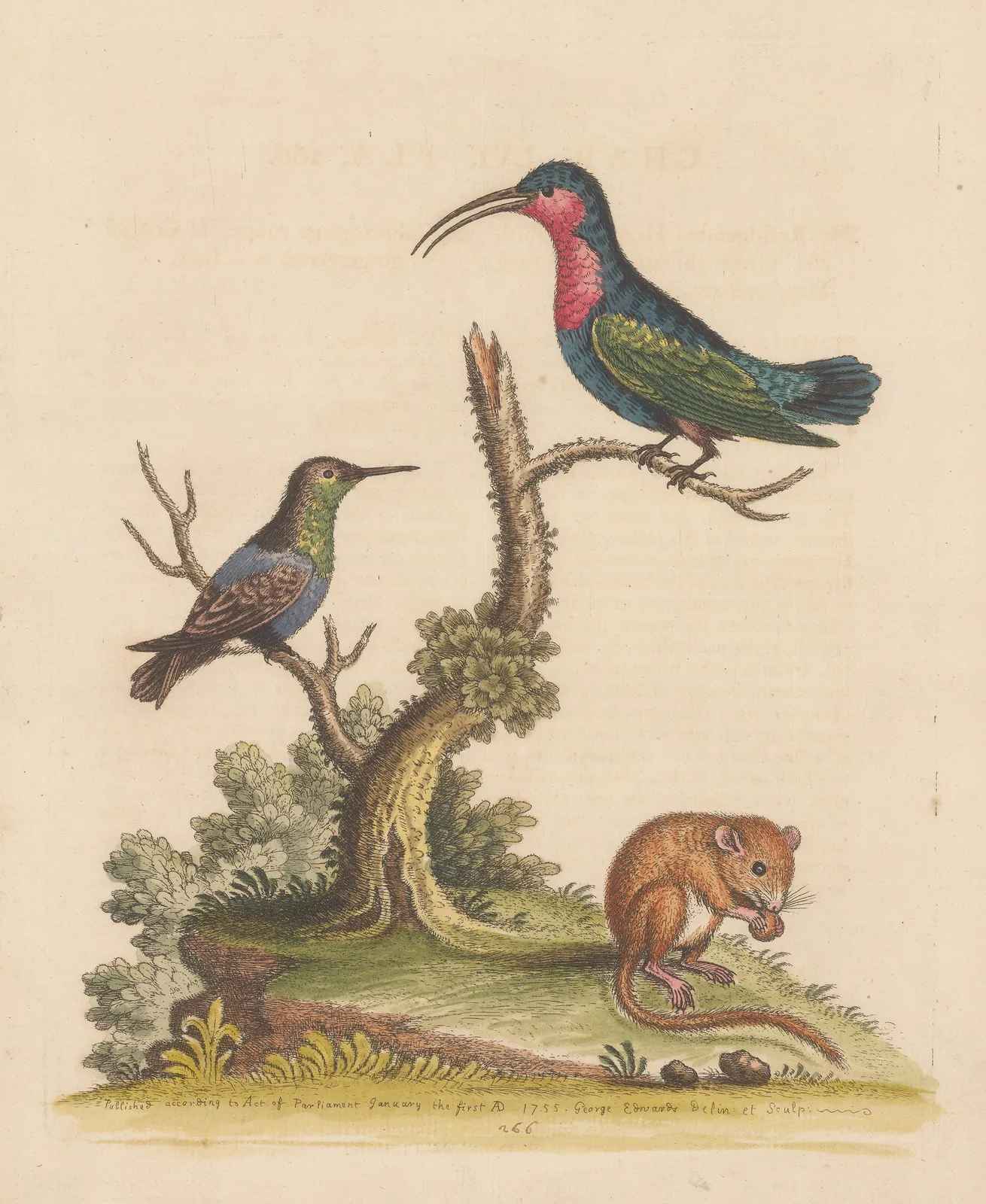 George Edwards, Hummingbirds and Dormouse, 1760