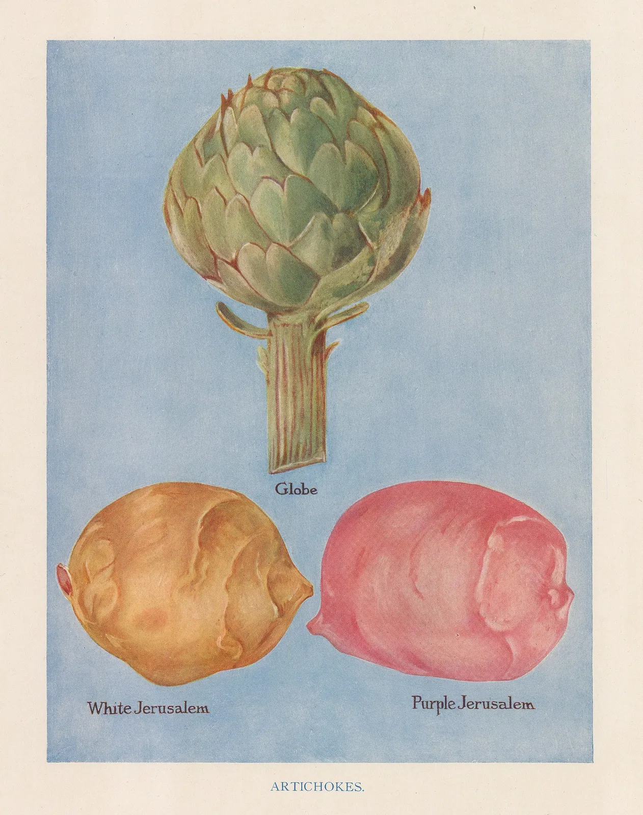 John Wright, Vegetables - Artichokes, 1890