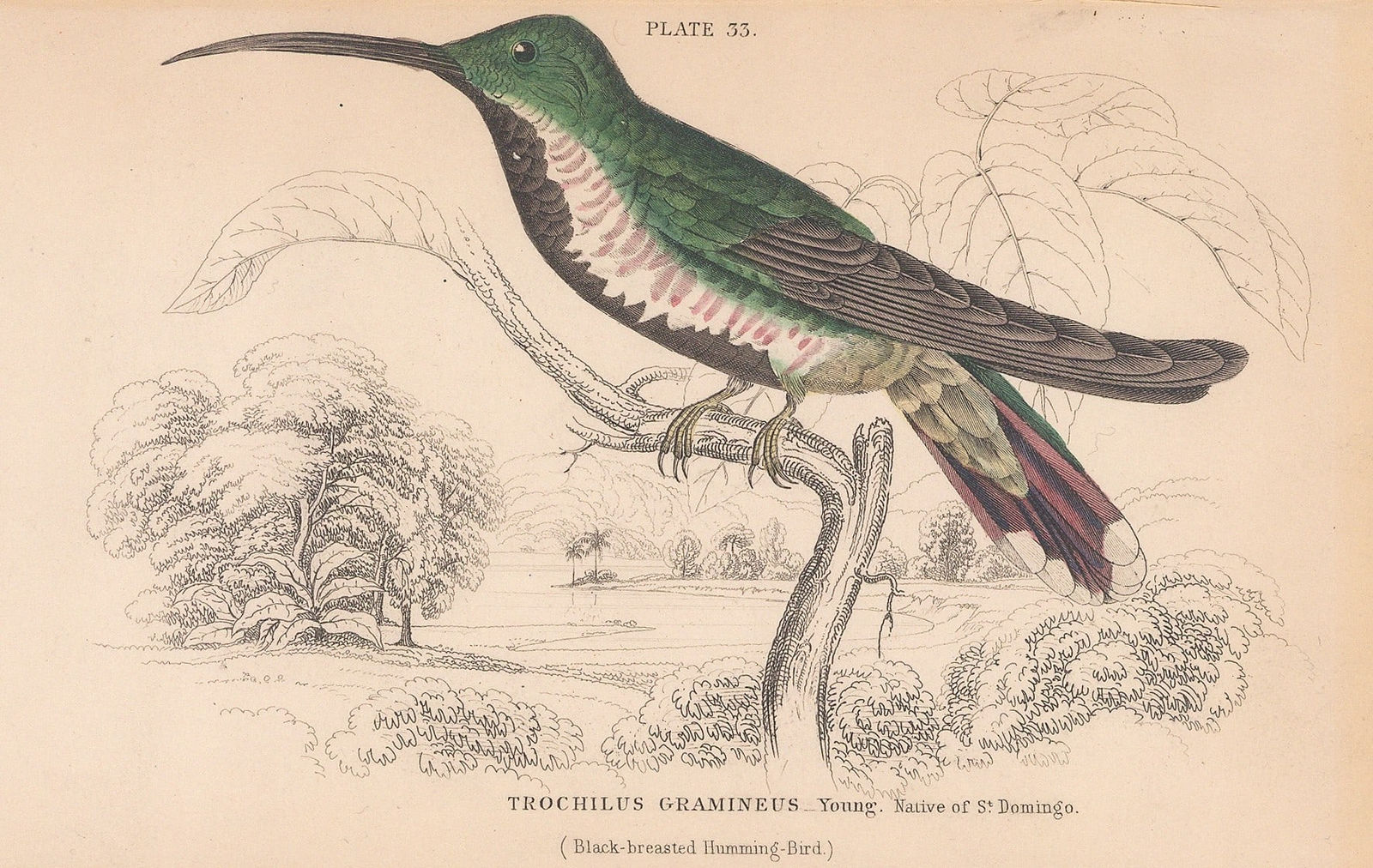 Sir William Jardine, Hummingbird - Black-breasted Hummingbird, 1840 c.
