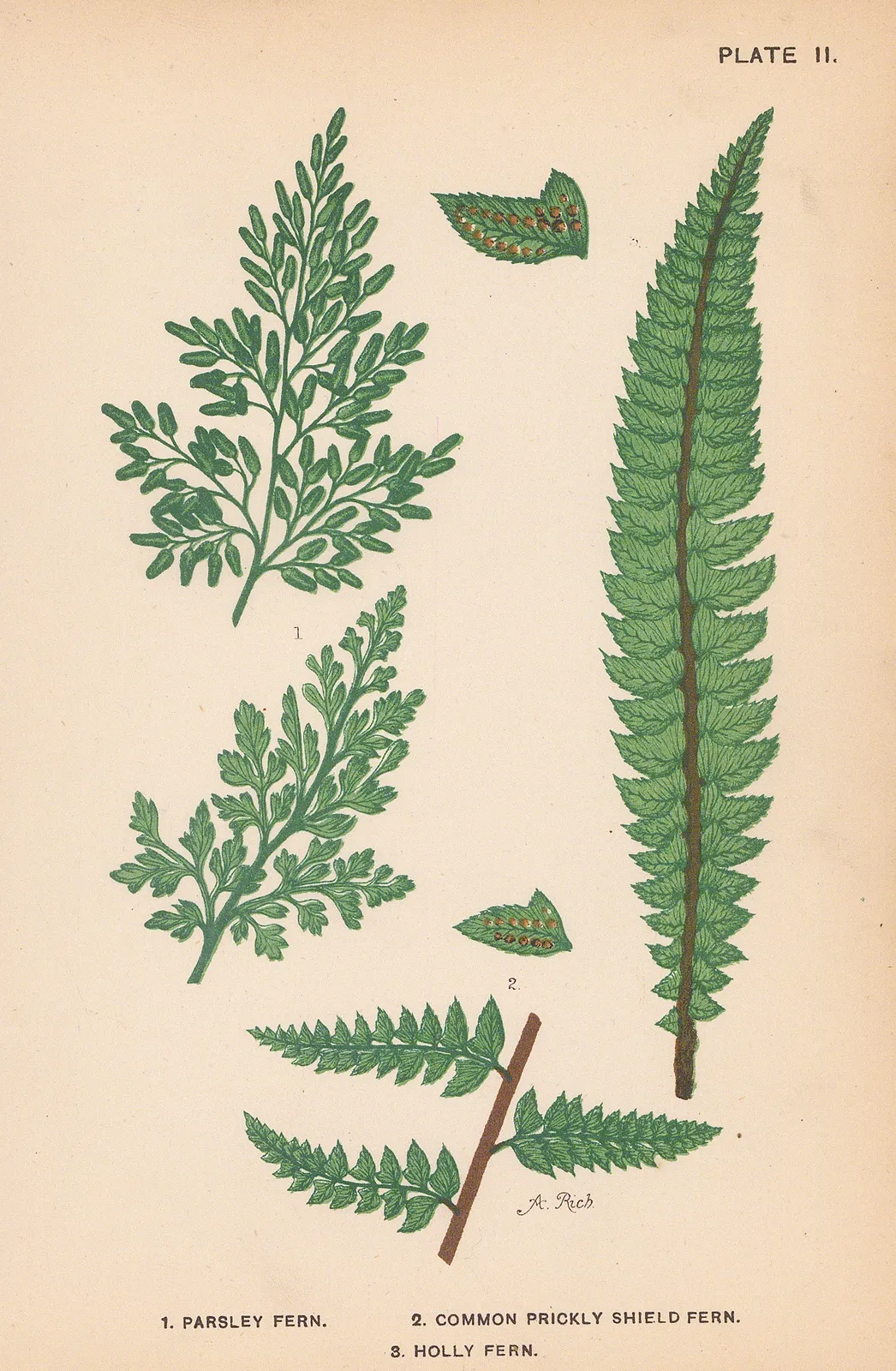 Phoebe Lankester, Ferns, 1890