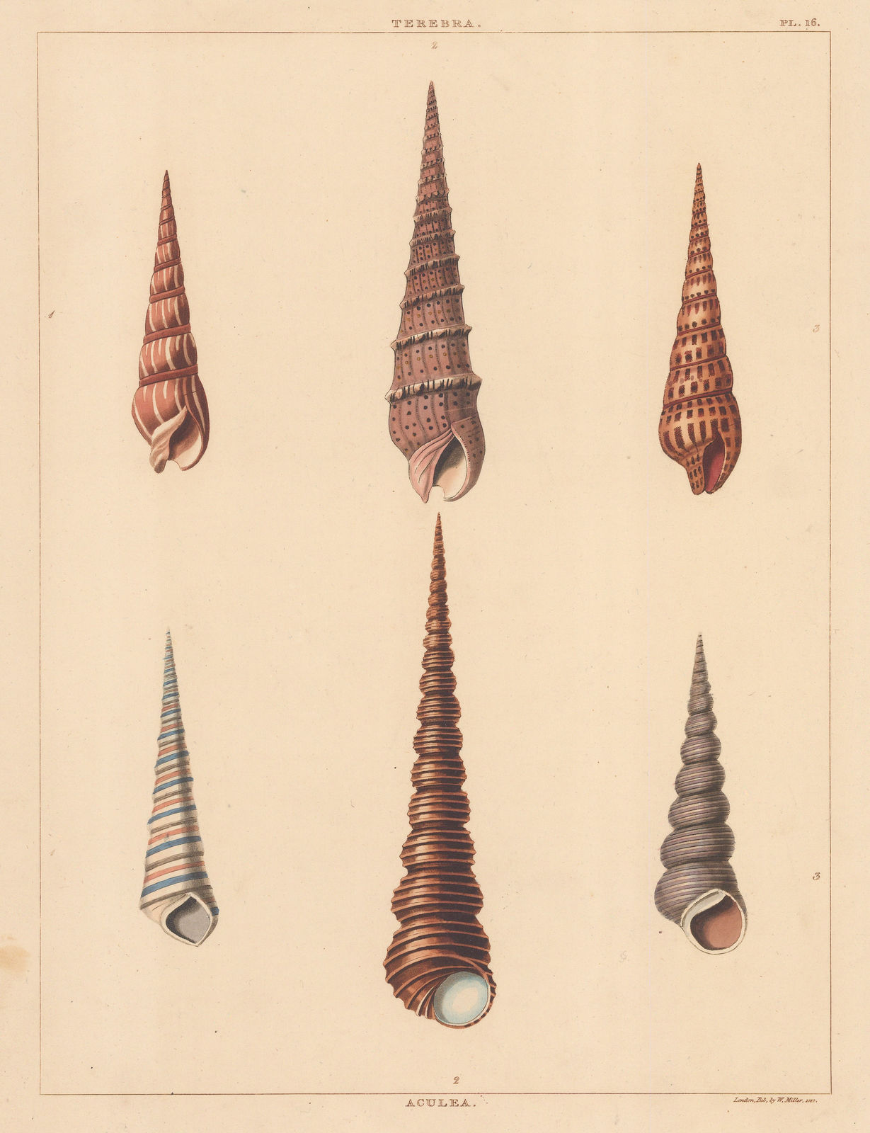 George Perry, Shells - Univalves, 1810