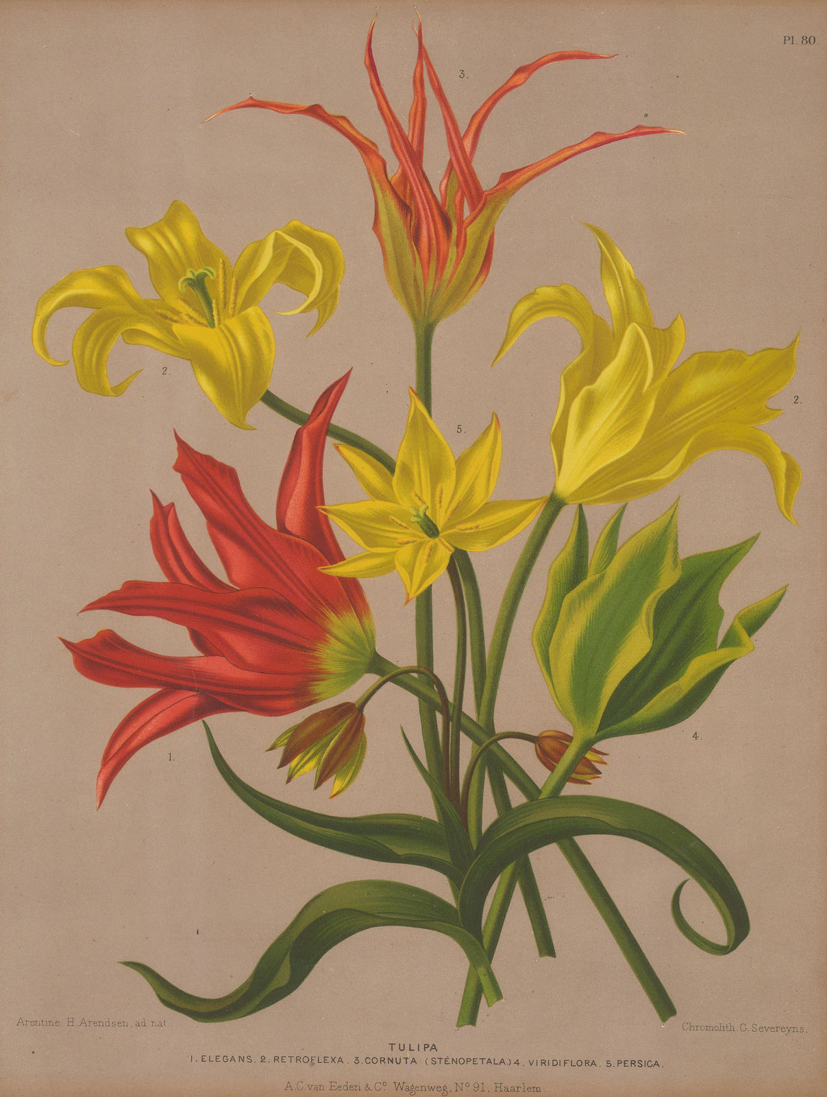 A.C. Van Eeden, Tulip, 1880
