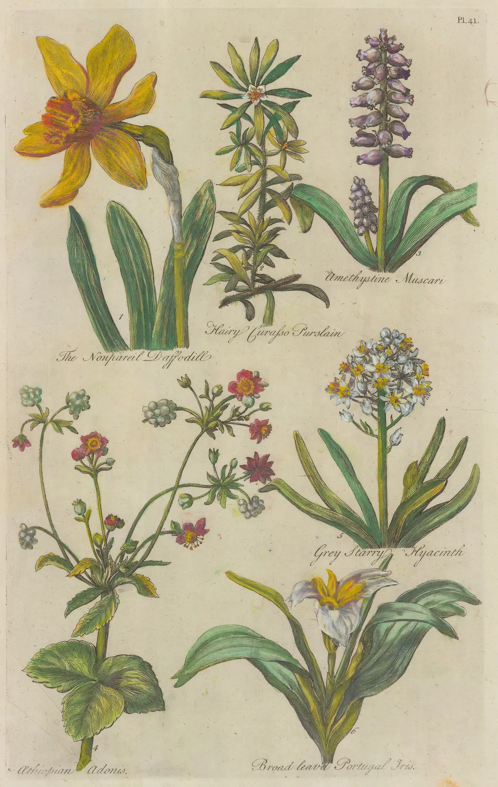 John Hill, Varieties, 1757