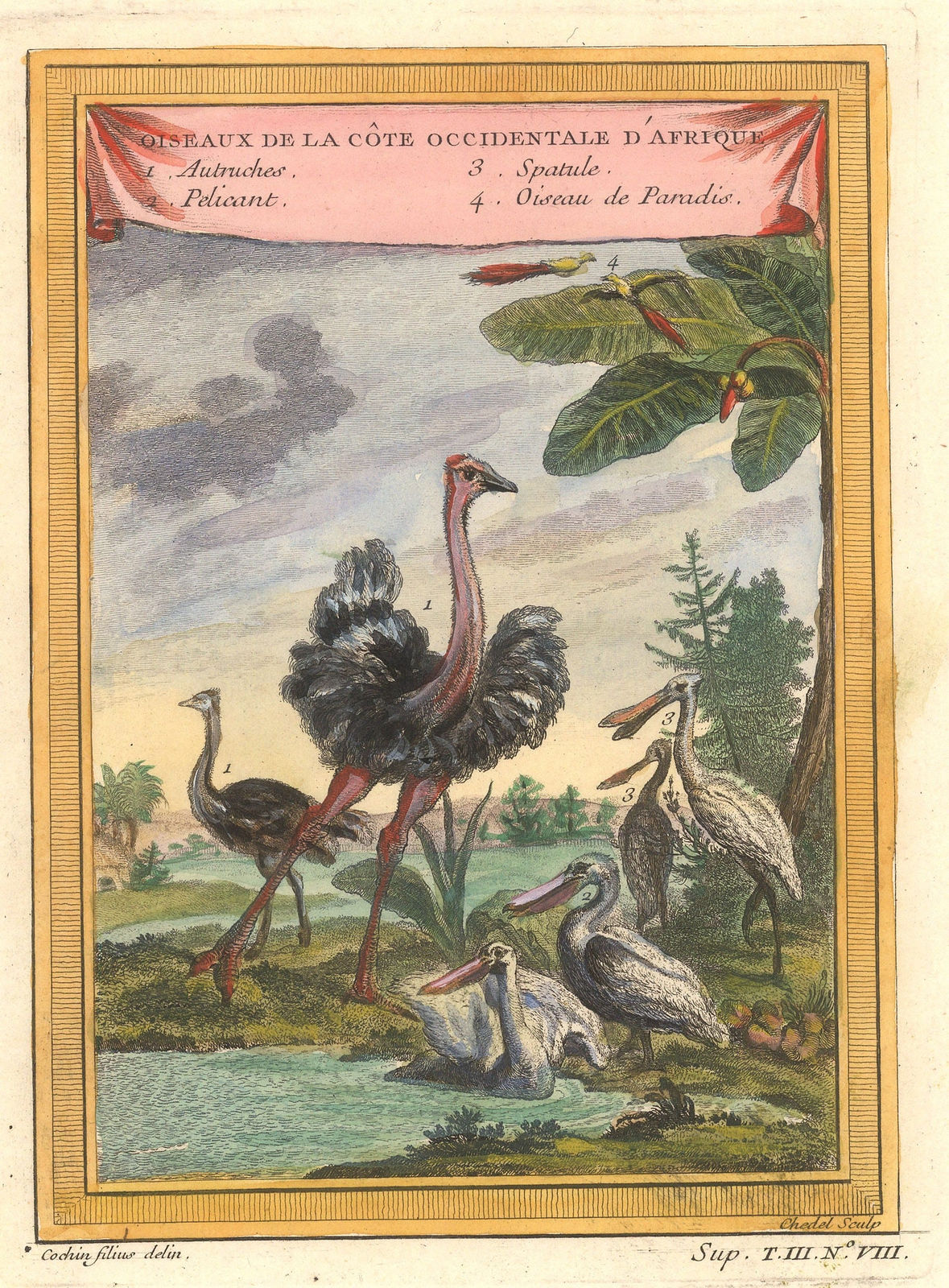 Nicholas Bellin, Ostrich, Pelican and White Spoonbill, 1757