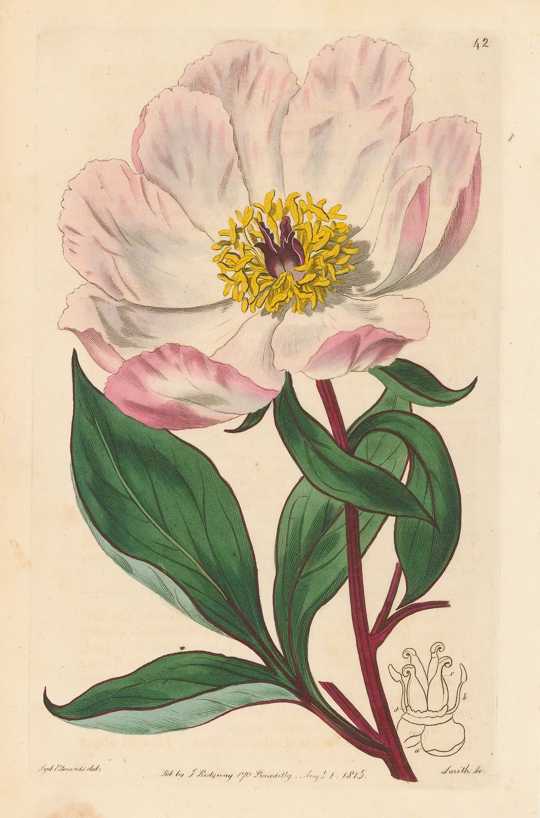 Botanical Register, Peony, 1815
