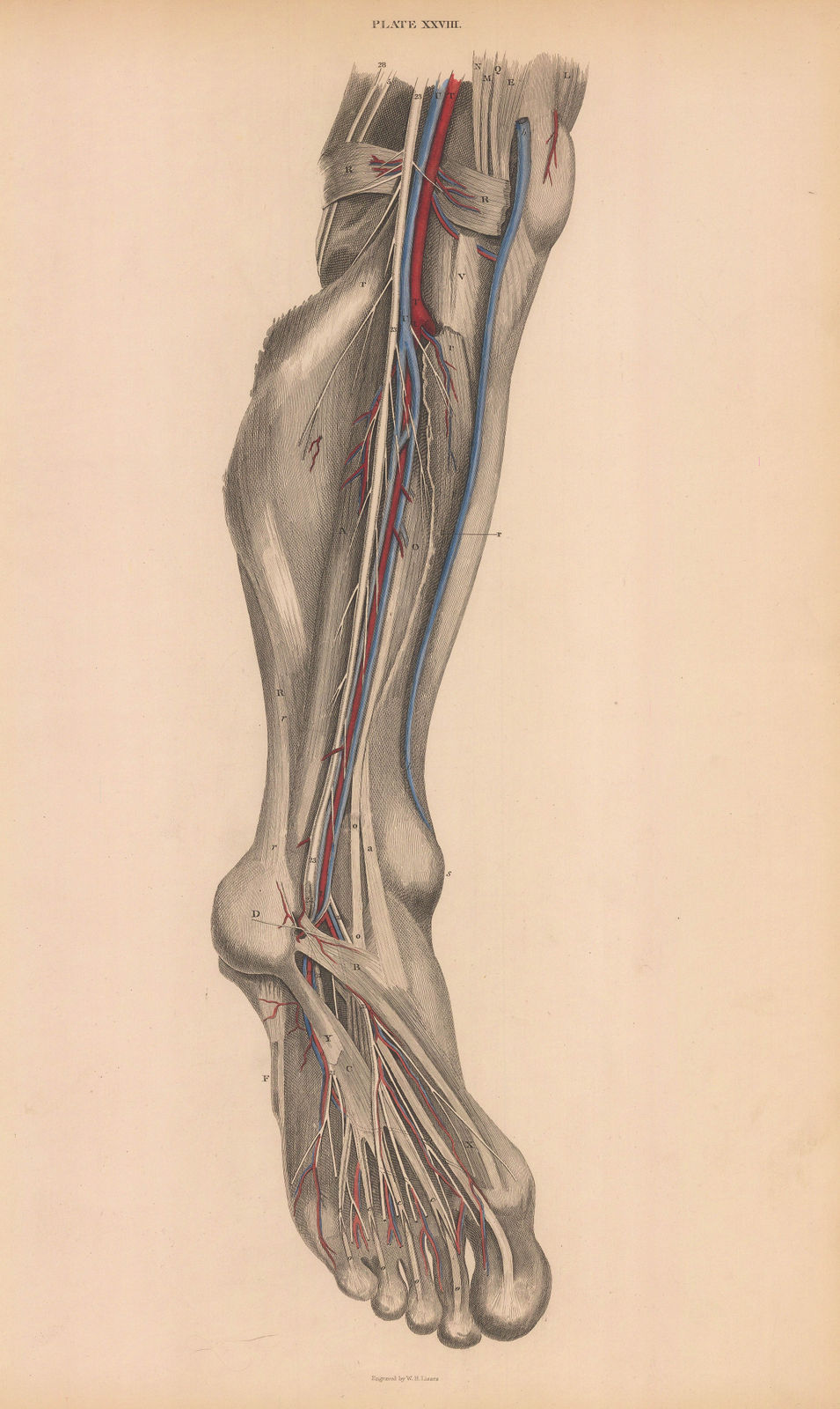 William Home Lizars, Anatomy - Calf, 1822 c.