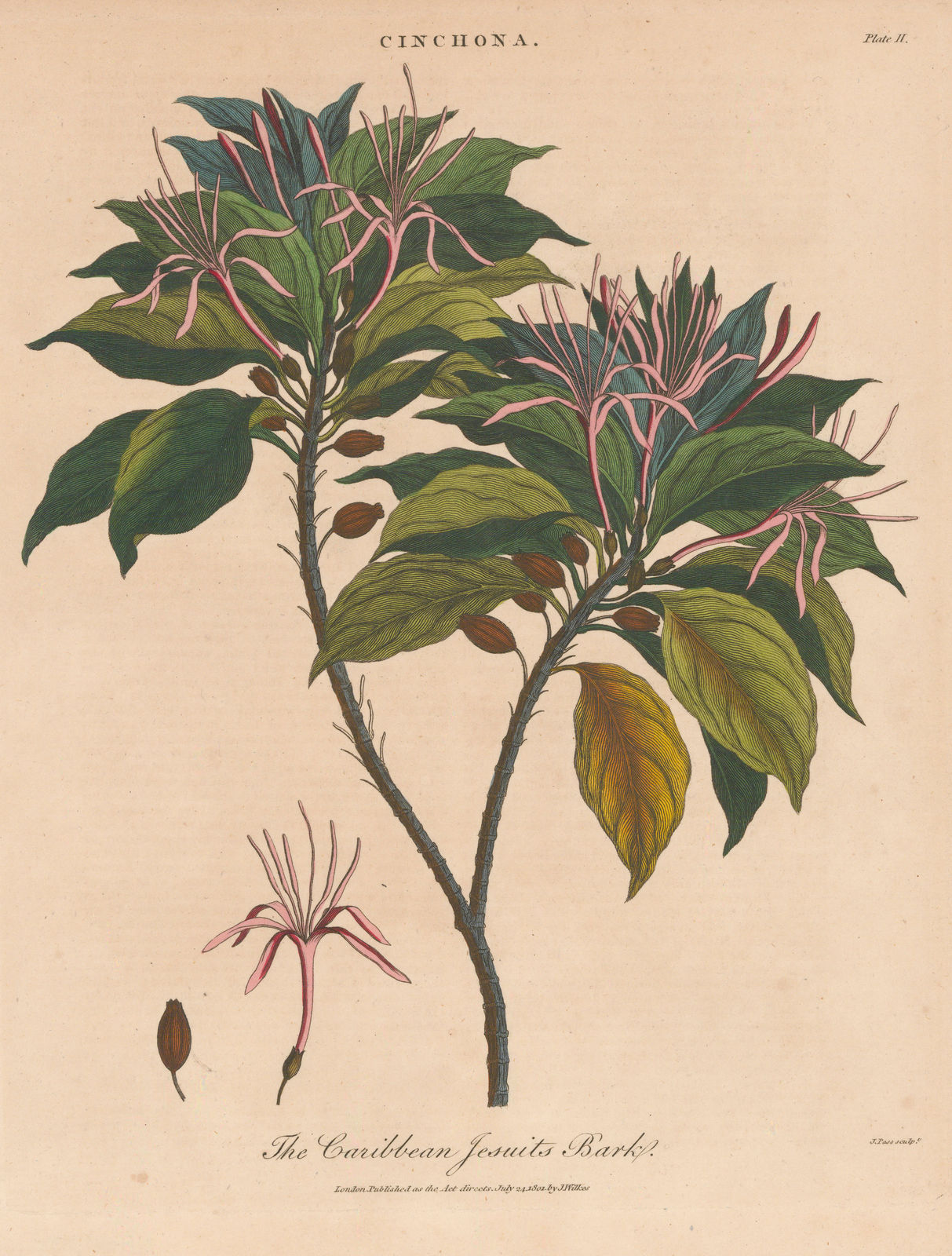John Wilkes, Medicinal plants - Jesuit's Bark (Quinine), 1810
