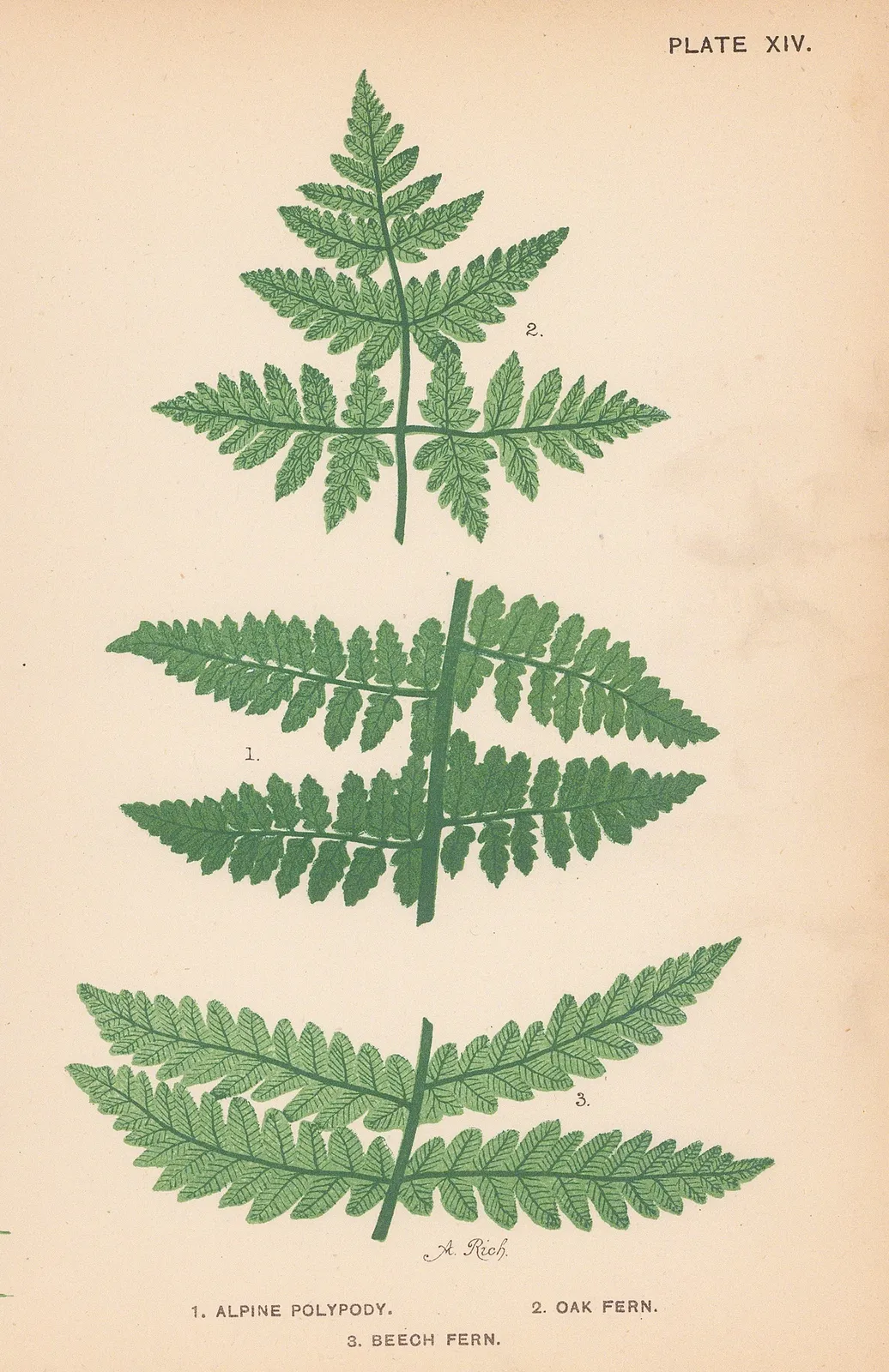 Phoebe Lankester, Ferns, 1890