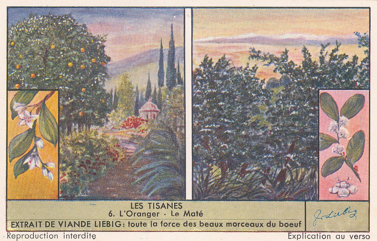 Liebig's Extract, Tea - Herbal Tea, 1920 c.