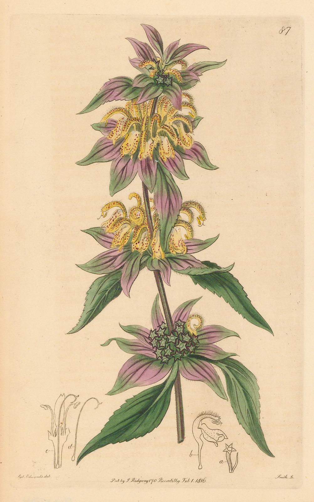 Botanical Register, Spotted Beebalm, 1815