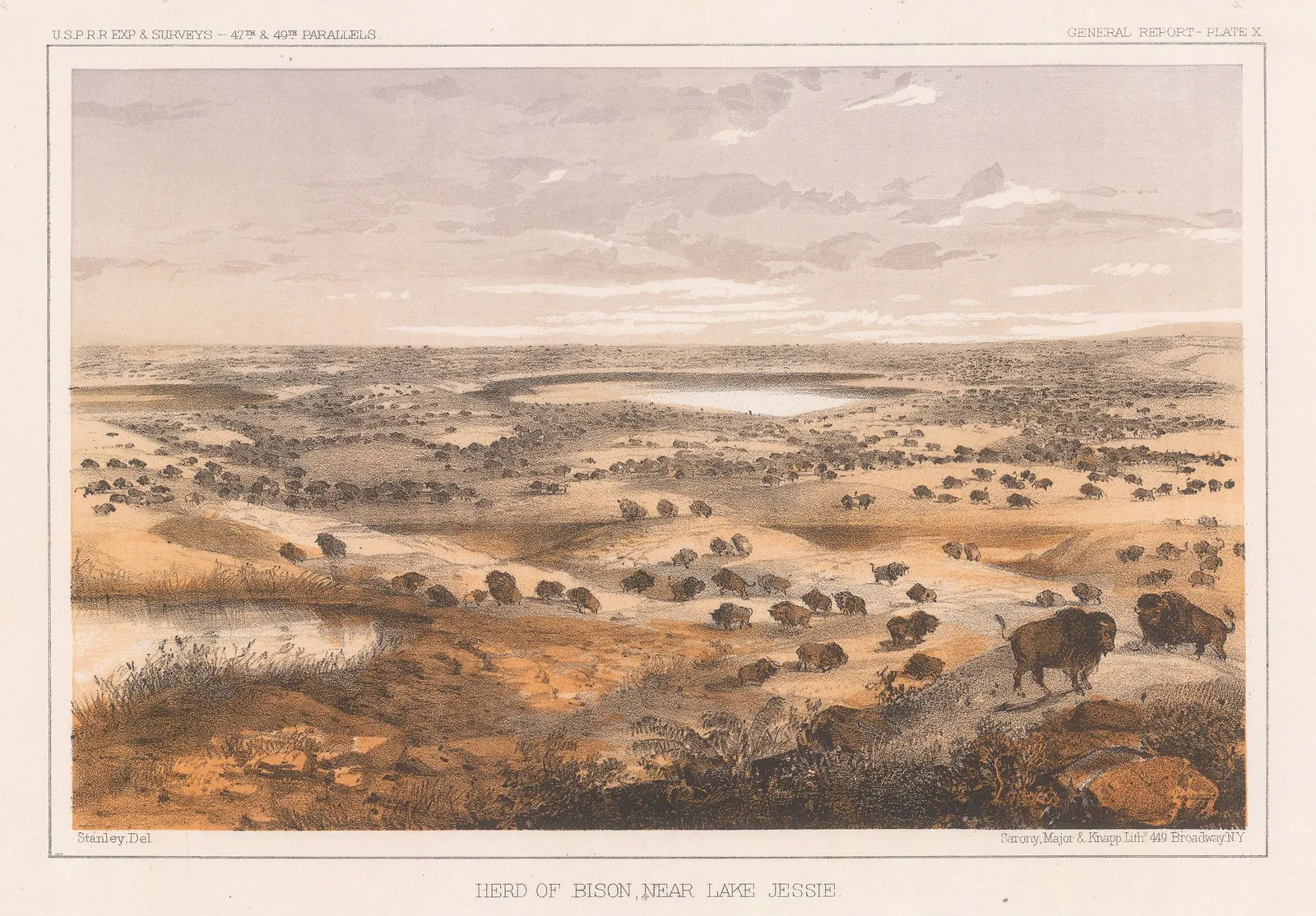 United States Pacific Railroad Expeditions (USPRR), North Dakota - Herd of Bison, 1857