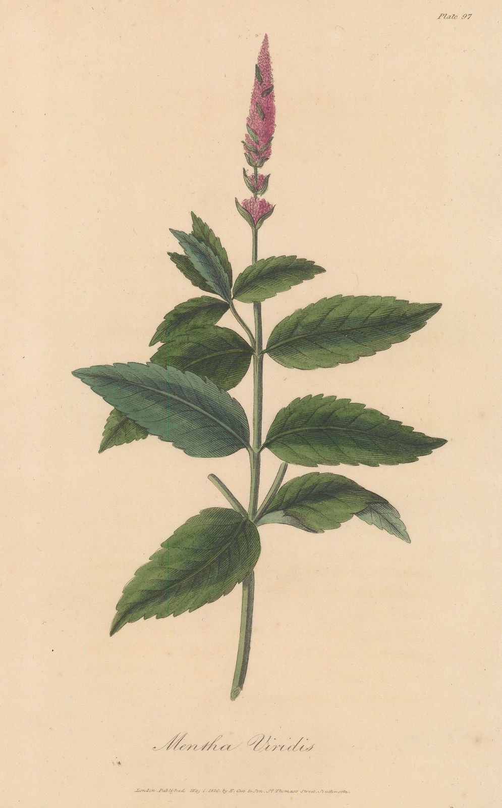 E. Cox & Son, Spearmint, 1821