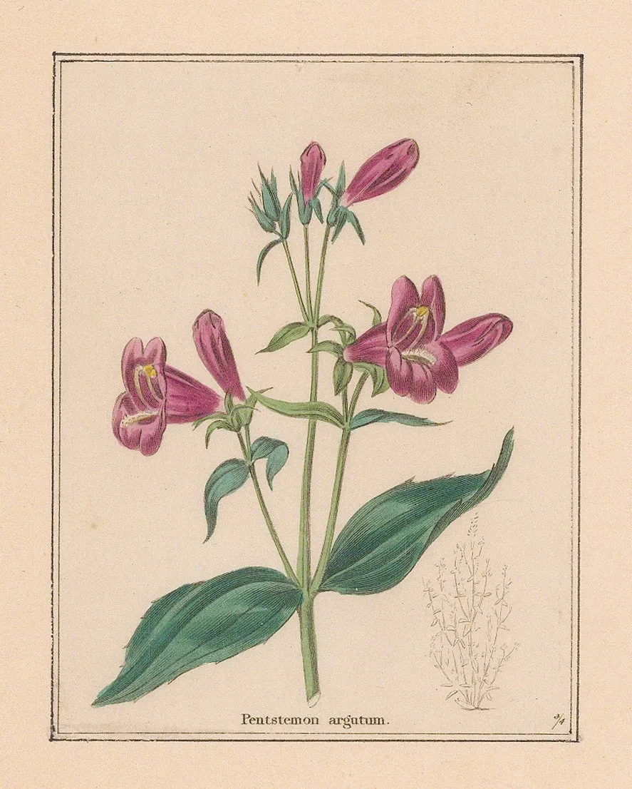 Benjamin Maund, Penstemon, 1832 c