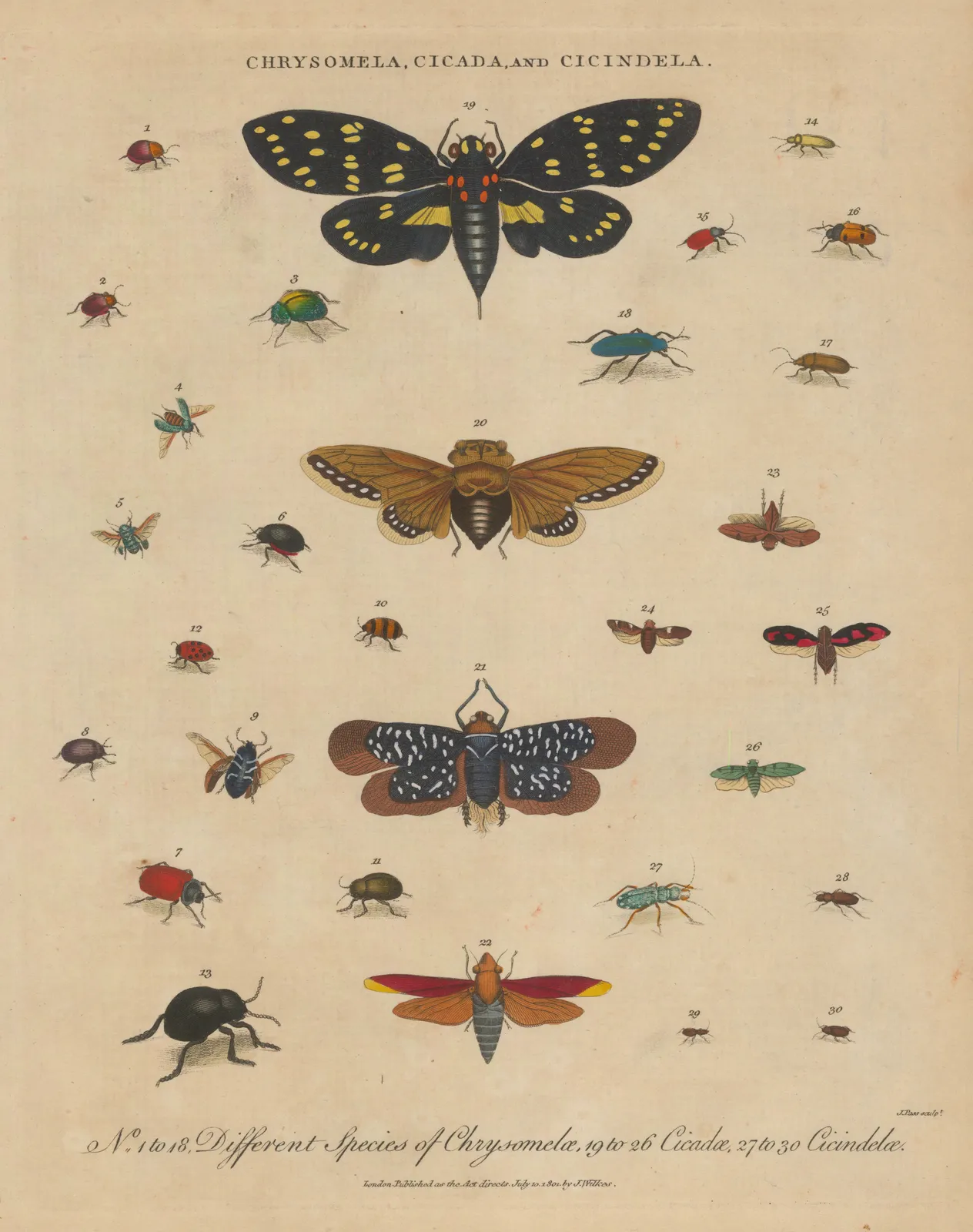 John Wilkes, Insects - Chrysomela, Cicada and Cincidela, 1810