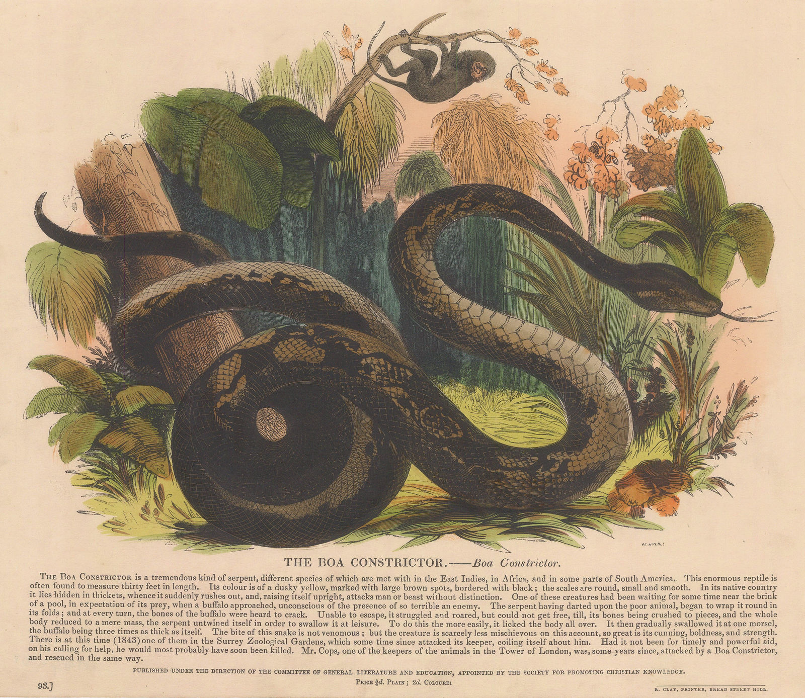 Society for Promoting Christian Knowledge (SPCK), Snake - Boa Constrictor, 1860 c.