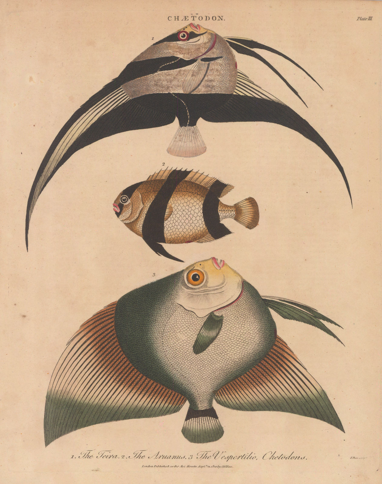 John Wilkes, Butterflyfish, 1810