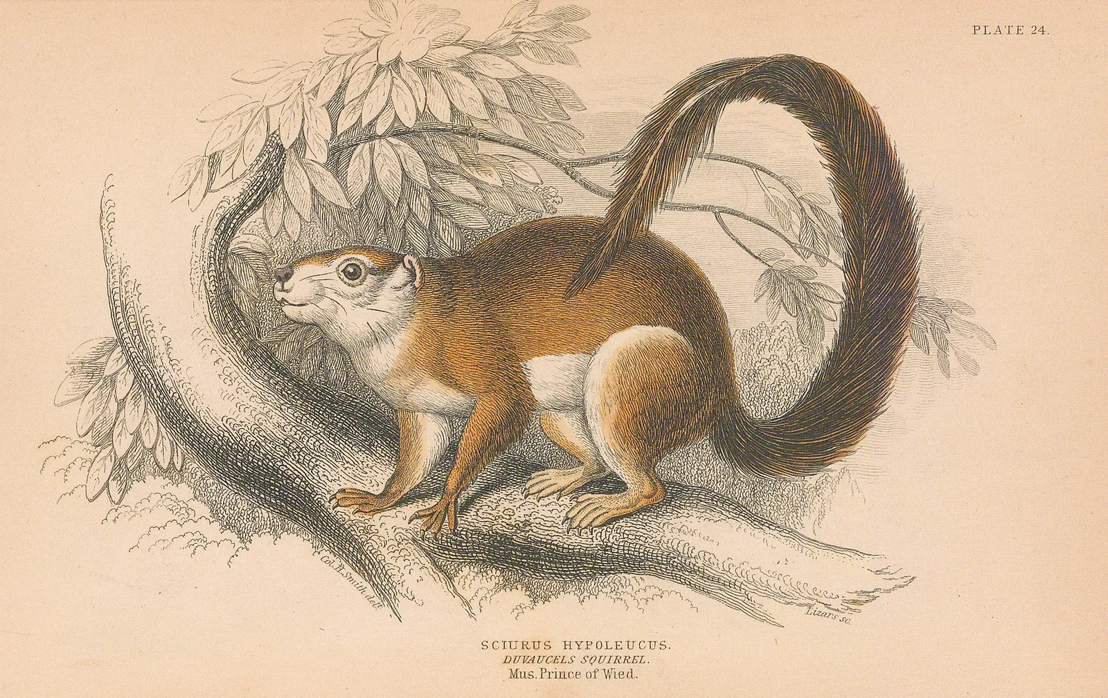 Sir William Jardine, Squirrel - Duvaucel's Squirrel, 1843