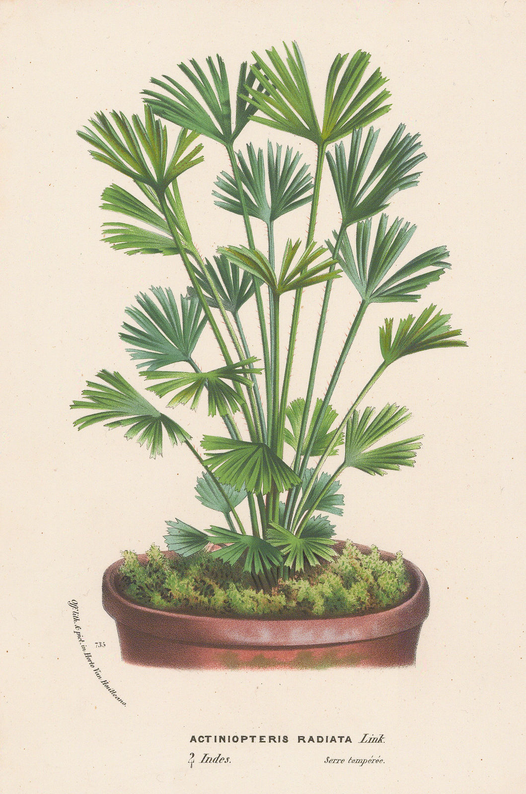 Louis van Houtte, Fern - Fan-leaved Fern, 1870
