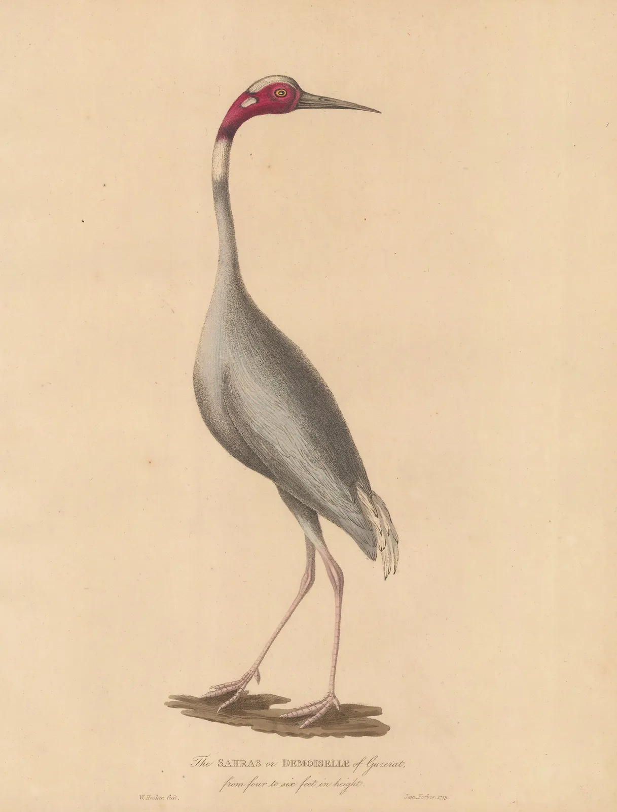 James Forbes, Crane - Sarus Crane, 1813