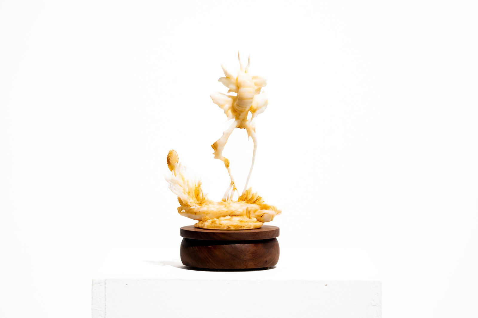 Andrea du Plessis, Bellis Augarozoa, 2022