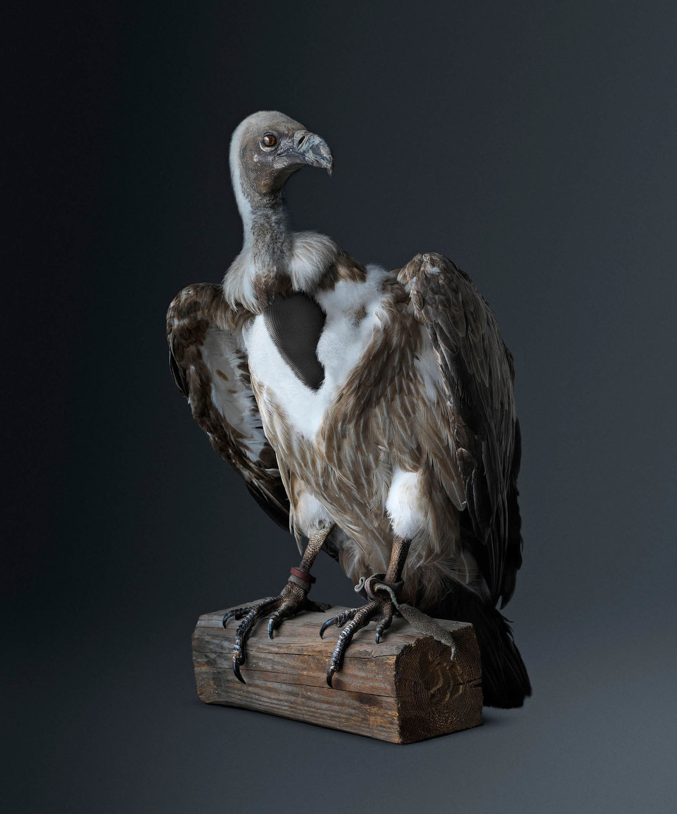 Vincent Fournier, Vulture [Cathartidae Peek-a-boo] Passer-through-walls bird, 2012