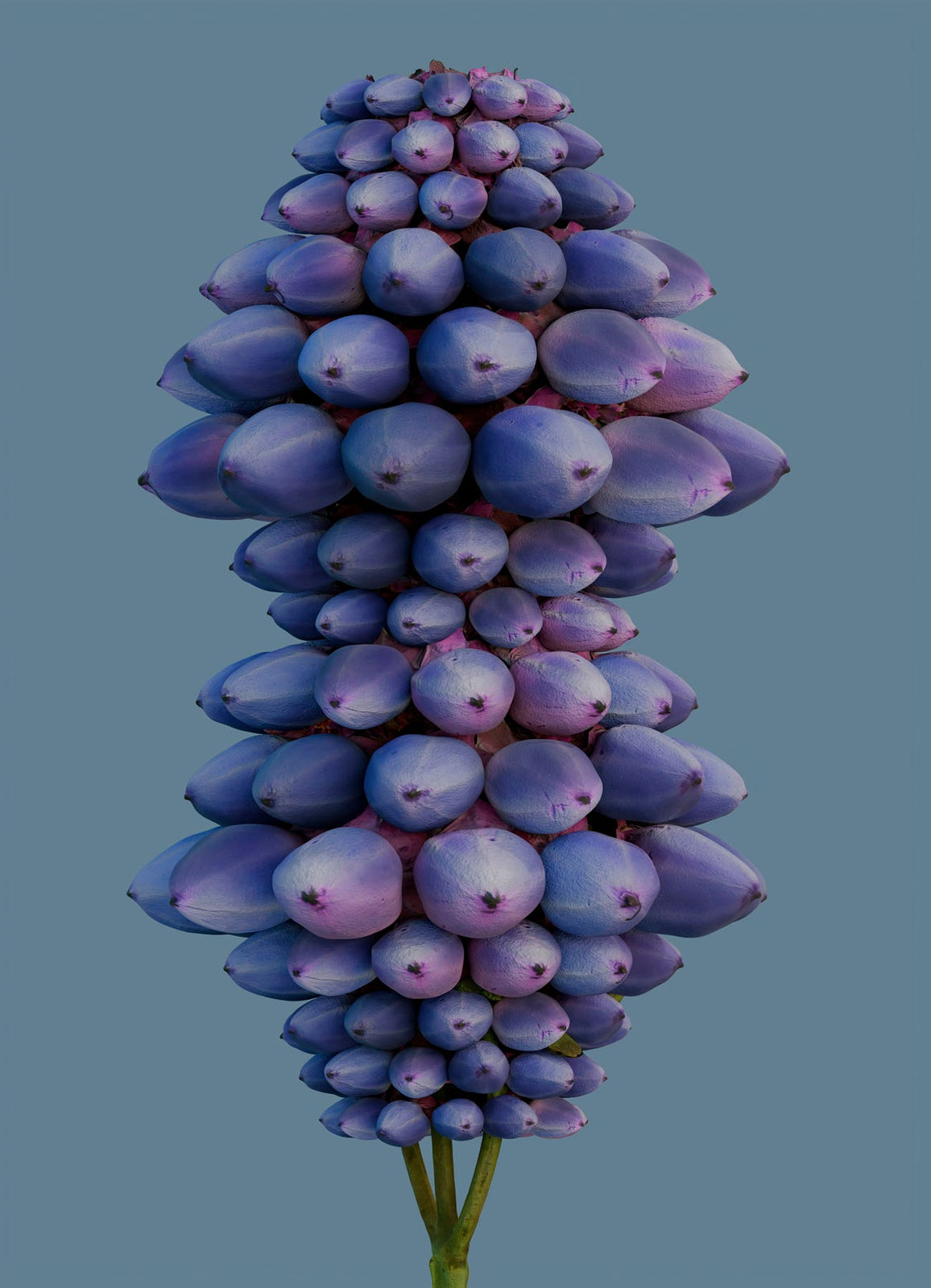 Vincent Fournier, Flora Incognita, 2022