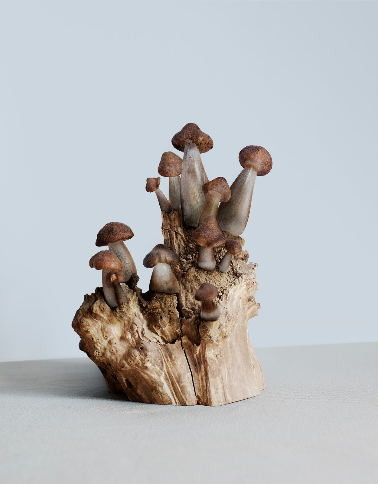 Vincent Fournier, Cortinarius [Fungus aridus] Like-arid environment tolerant fungi, 2012