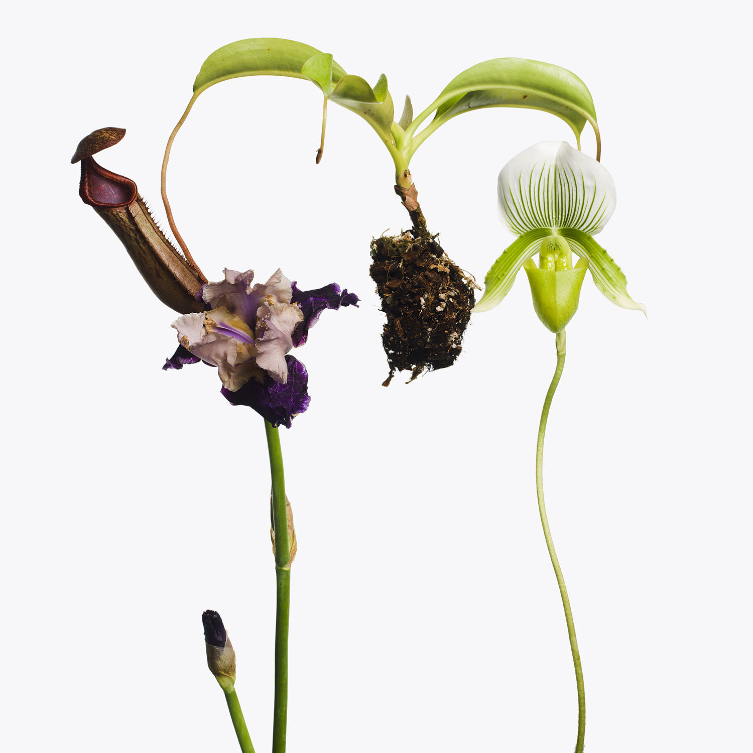 Inez & Vinoodh, 1 Pitcher Plant, 1 Purple Iris, 1 Lay Slipper Orchid, 2013