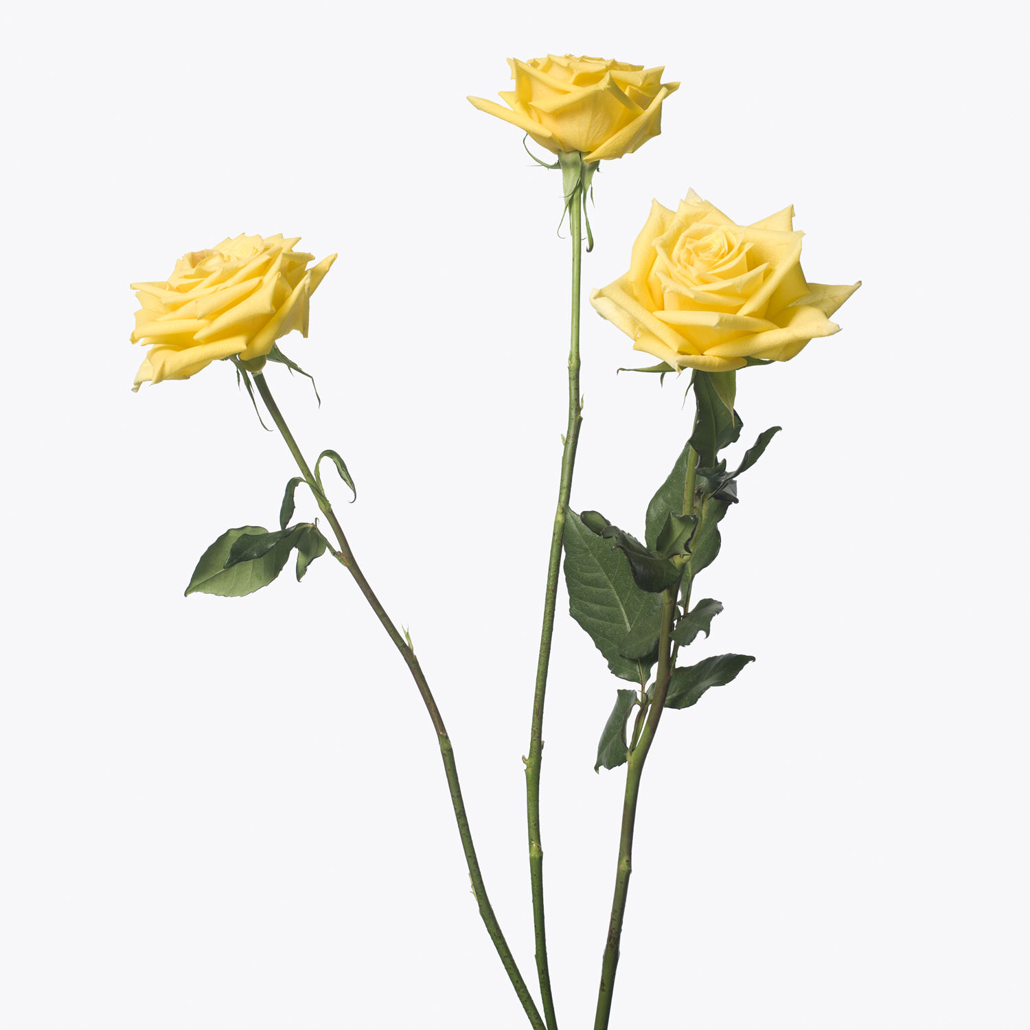 Inez & Vinoodh, 3 Yellow Roses, 2013