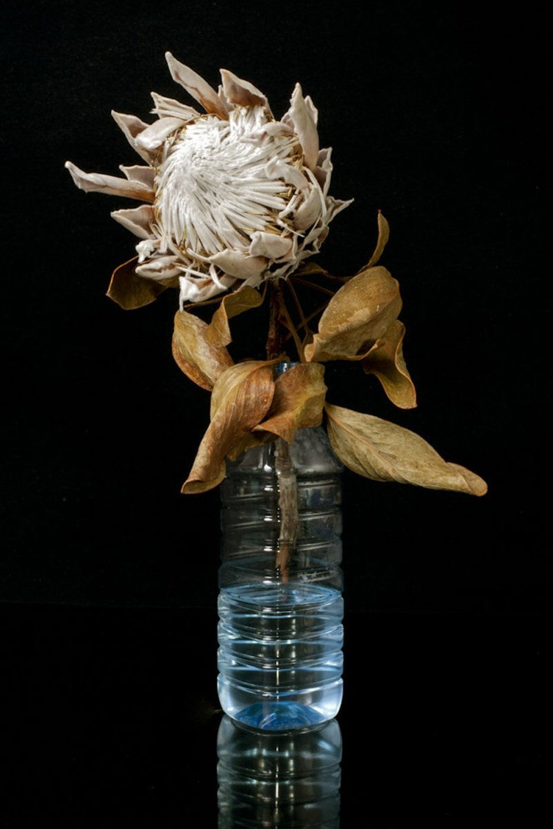 Nico Krijno, Dead Protea and Velpre Bottle, 2014
