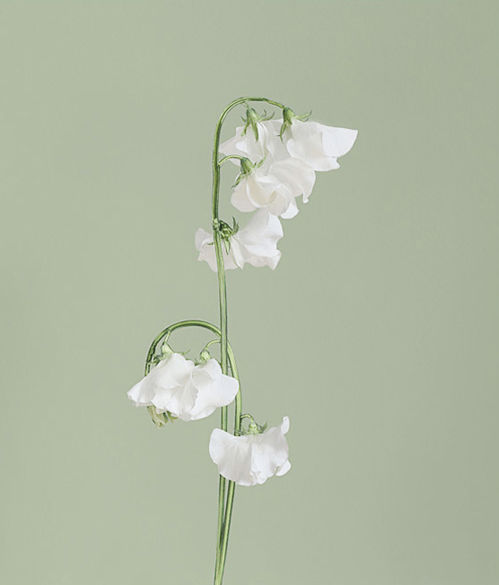 Vincent Fournier, Sweet Pea [Lathyrus gemmae] Actual flower jewellery, 2012