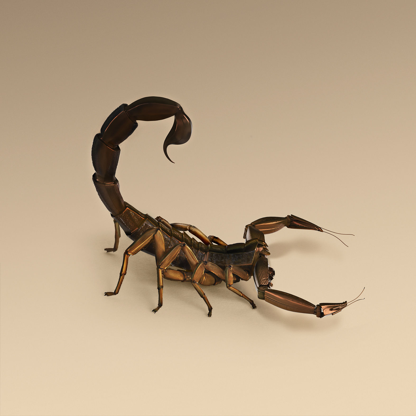 Vincent Fournier, Scorpion [Orbus Chirurgia] Scorpion used for semi automated surgery, 2014