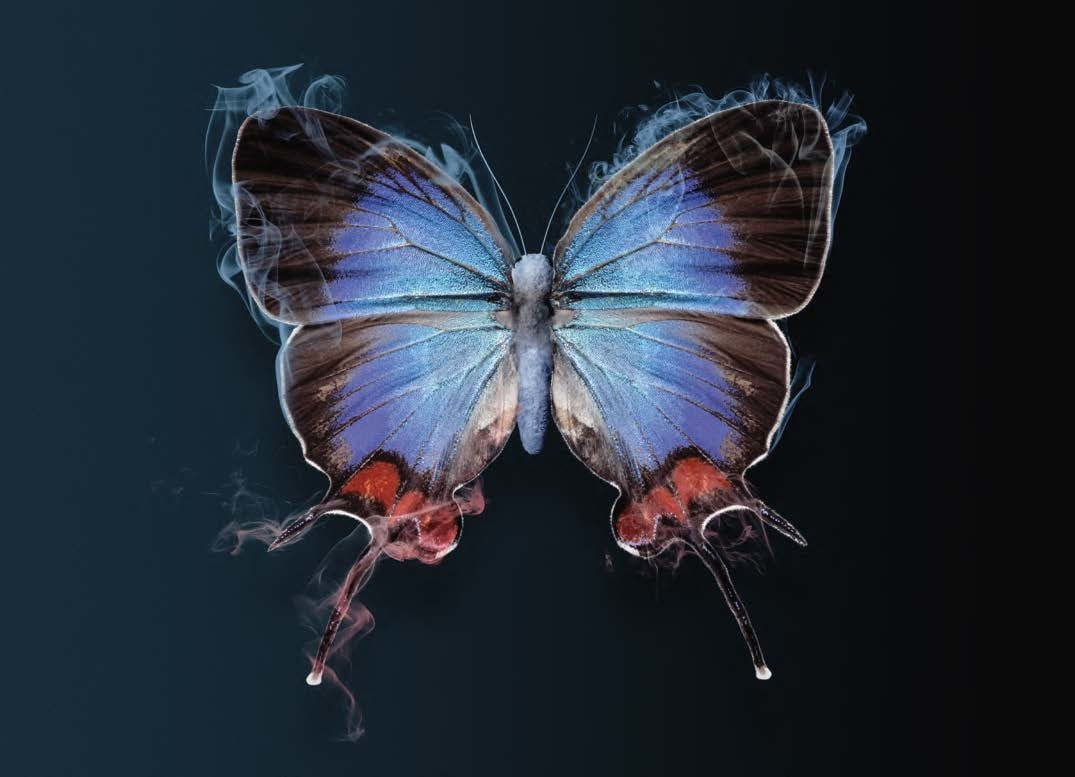 Vincent Fournier, Fragrance Butterfly [Fragantia papilionem], 2023