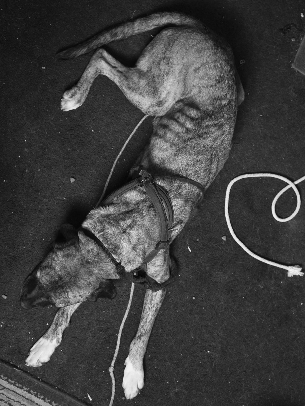 Robin de Puy, If this is true... / Williams dog, Evanston (Wyoming), 2015