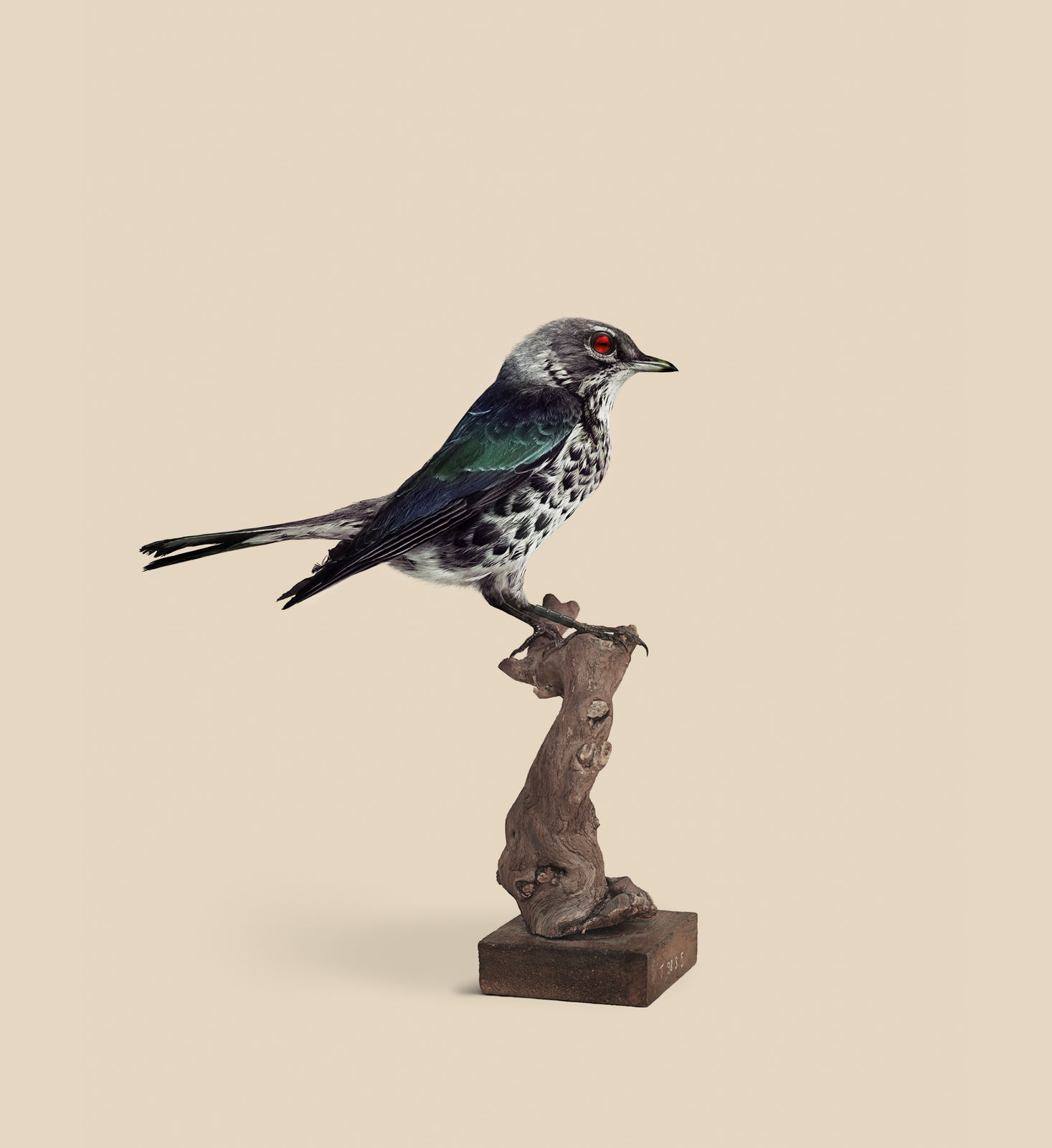 Vincent Fournier, Sparrow [Passeridae Megapixelianae] Bird with high visual acuity, 2012