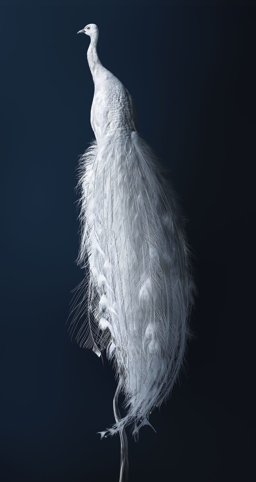 Vincent Fournier, Peacock [Pavo exosceletus] Attractive gallinaceous bird with an almighty armor, 2014