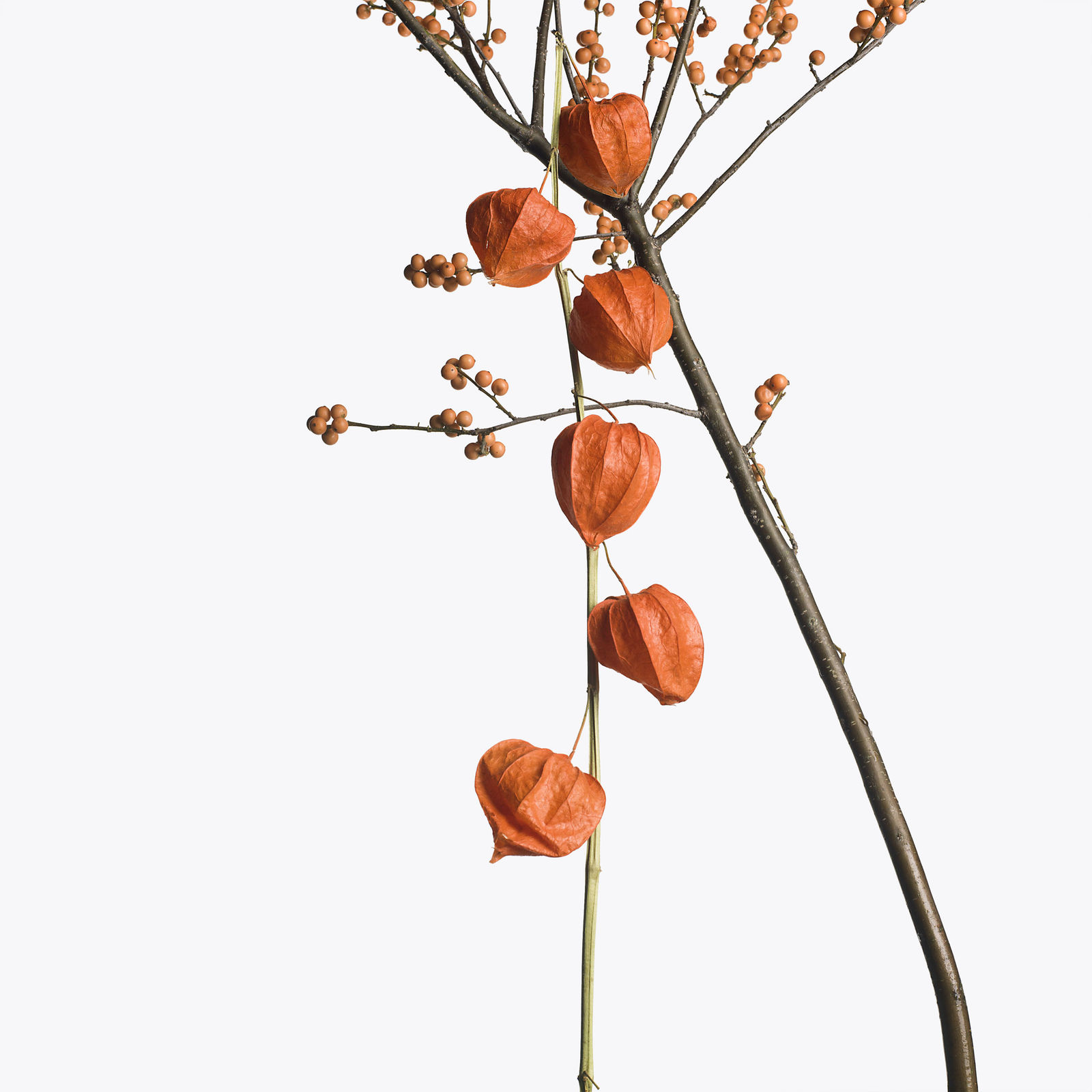 Inez & Vinoodh, 1 Chinese Lantern, 1 Winter Berry, 2013