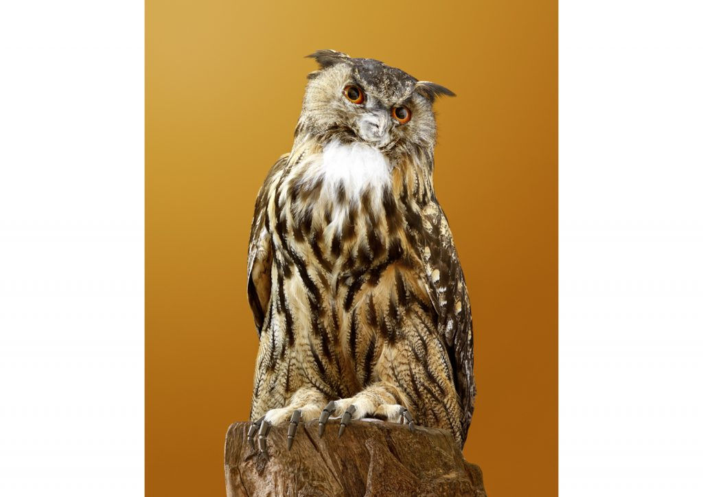 Vincent Fournier, Replicant Owl Butler [Asio replican major domus] Robotic owl to perform domestic tasks, 2018