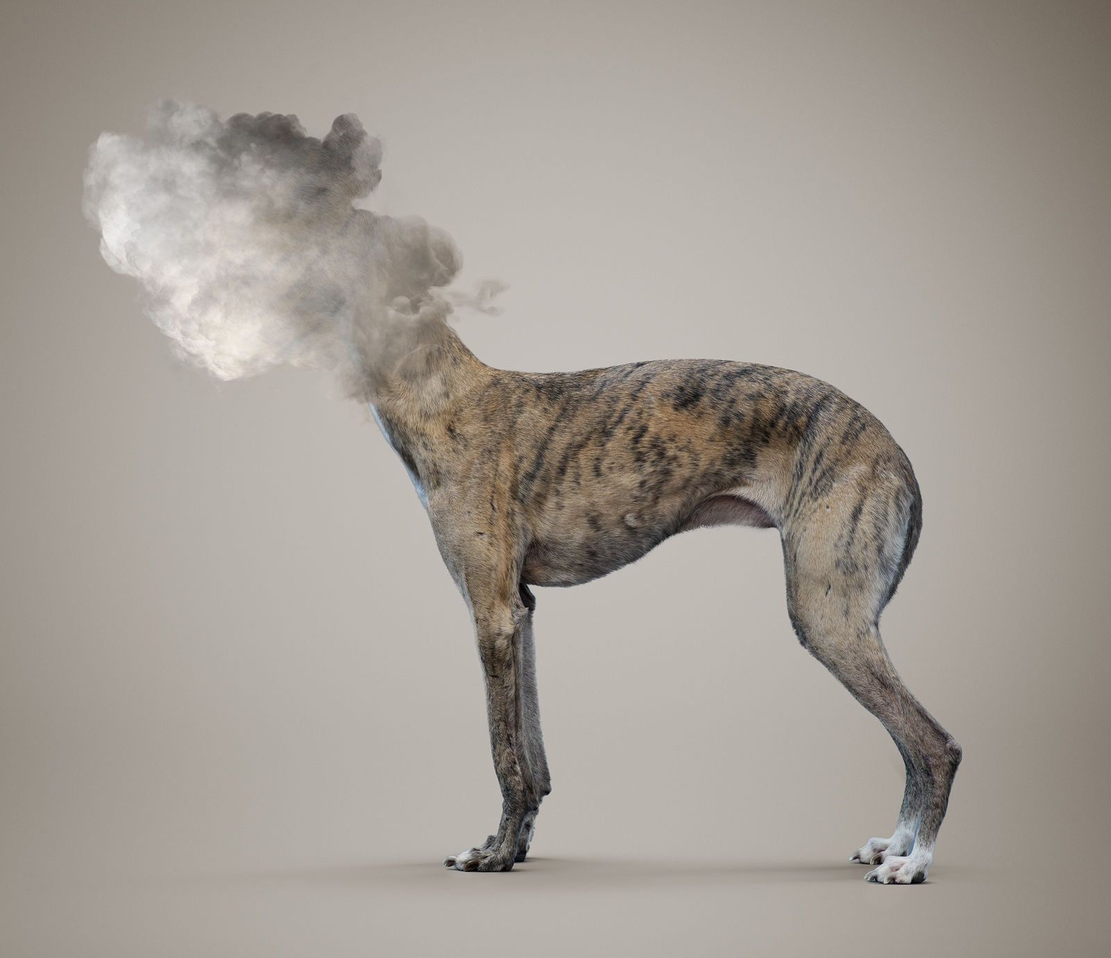 Vincent Fournier, Cloudy Travelling Dog [Canis nimbus transubstantiatio] Capacity of transubstantation – from dog to cloud- and of teletransportation, 2015