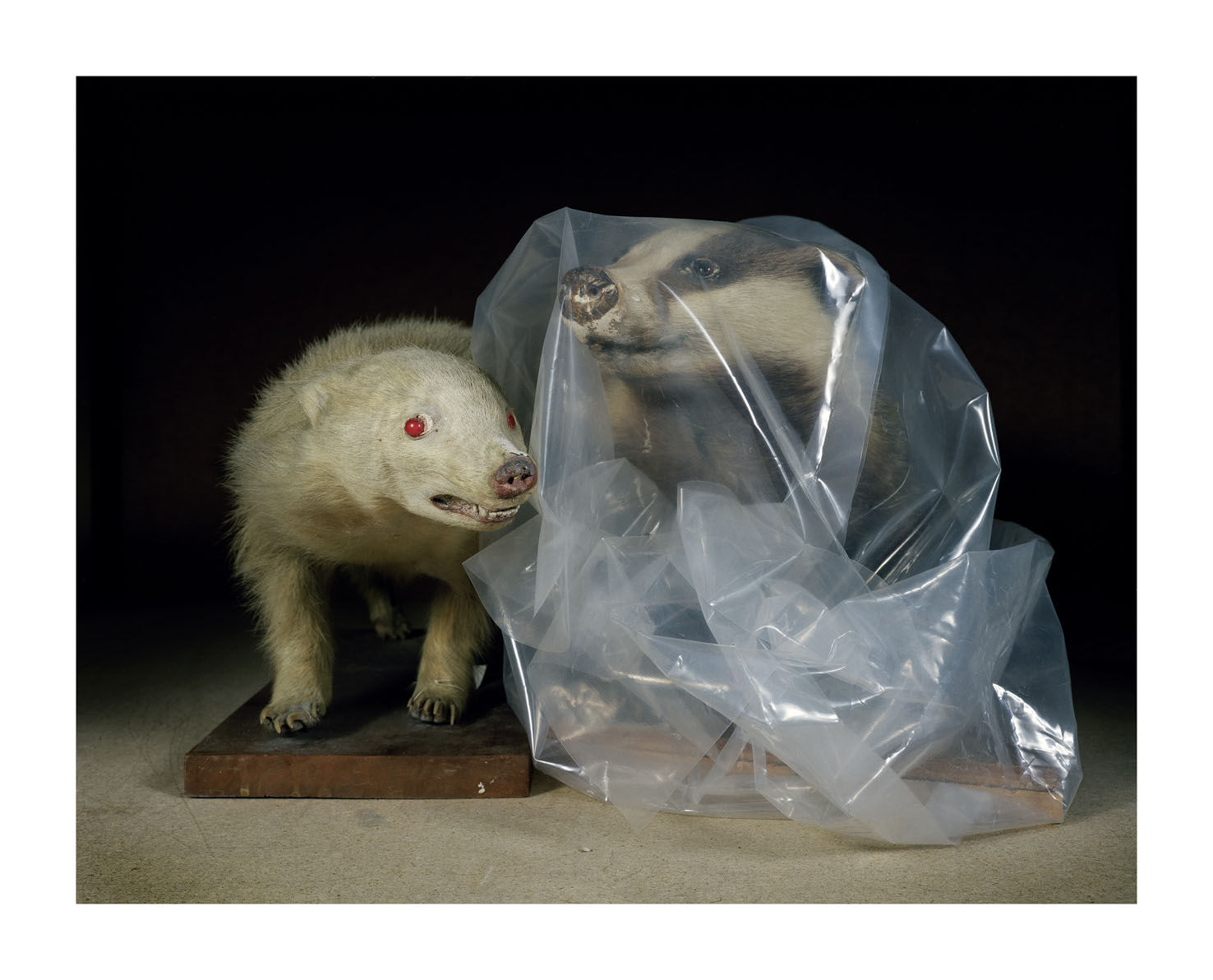 Darren Harvey-Regan, Albino Badger and a Badger in a Bag, 2009