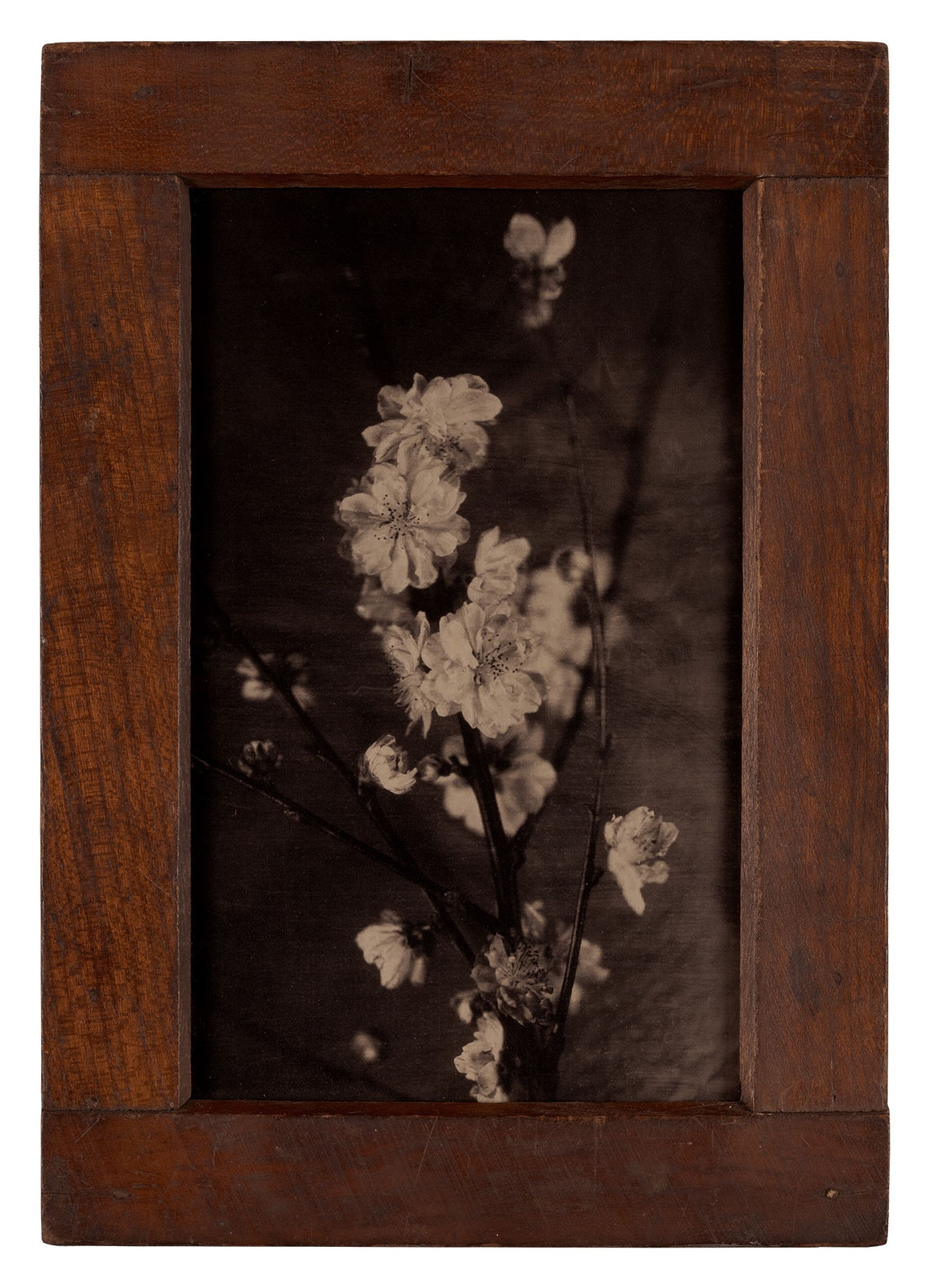 Lara Porzak, Almond Blossoms I, 2024