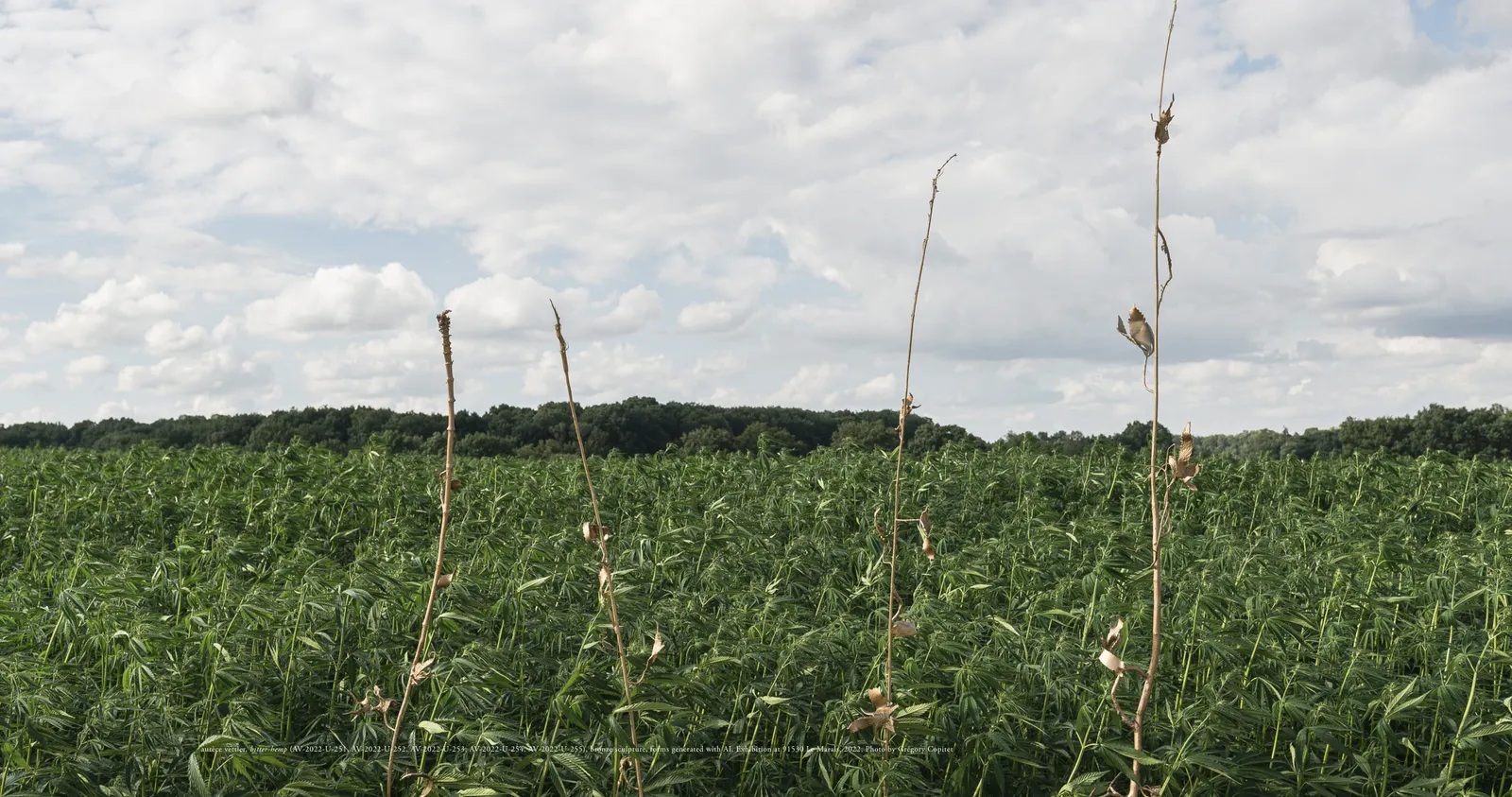 aurèce vettier, bitter-hemp, 2022