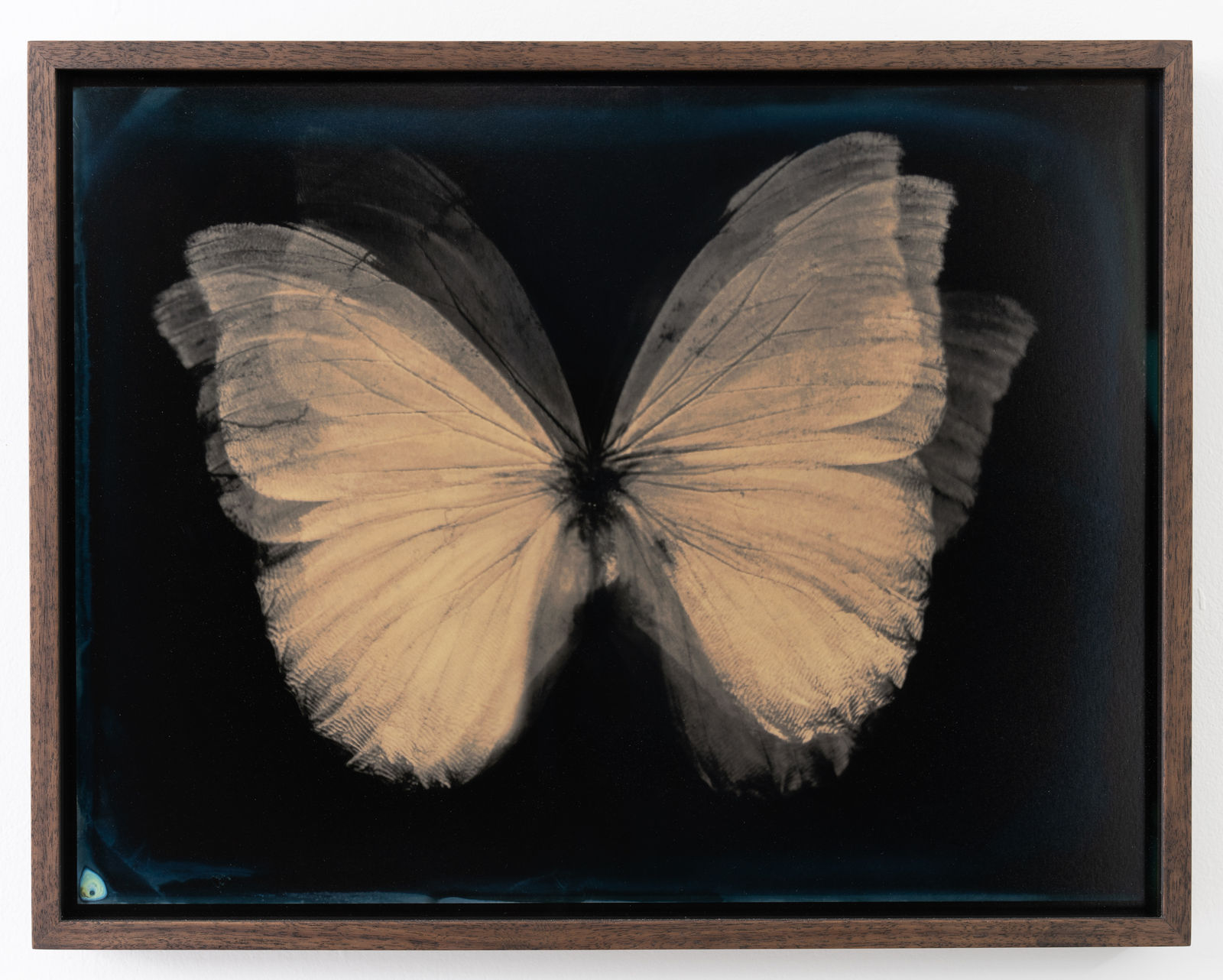 Lara Porzak, The Butterfly Effect, 2015