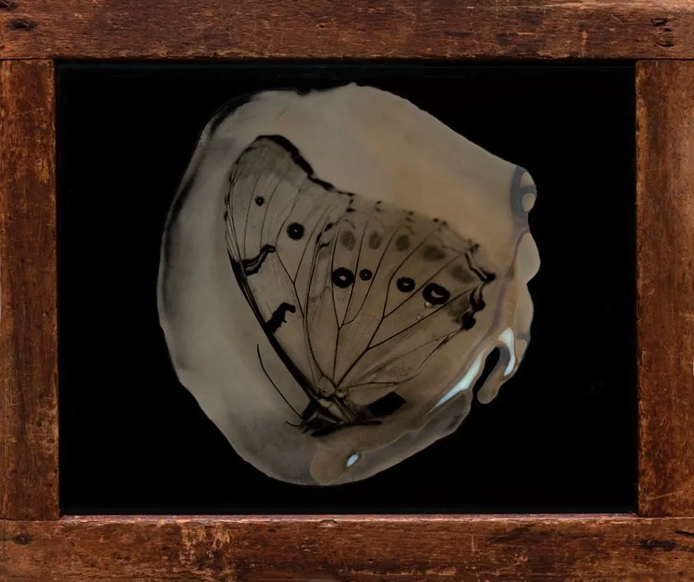 Lara Porzak, Collodion Chrysalis, 2016